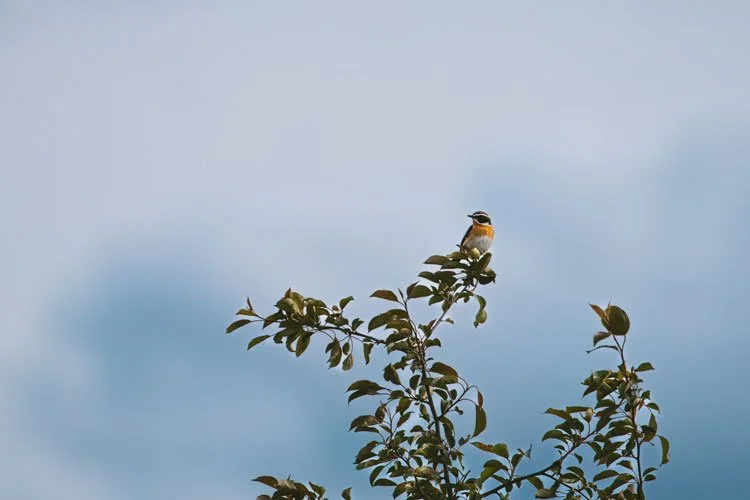 paapje hoog in de boom