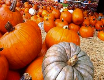 A large assortment of pumpkins of various sizes and colors, including orange and gray, displayed at a pumpkin patch or farm.
