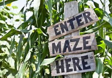 A wooden sign with the words enter maze here, placed among tall green corn stalks.