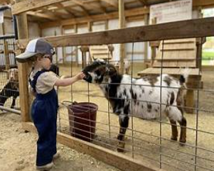 Child feeding a goat through a wooden fence at a petting zoo.