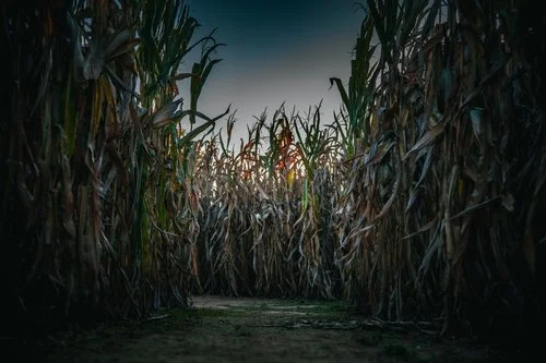 Haunted Maze
