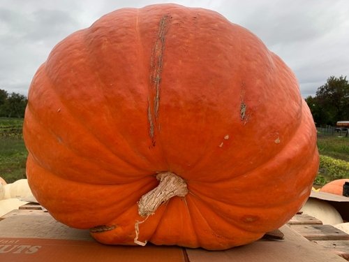 Giant Pumpkin Drop & Trick or Treat - PUMPKIN SMASH 