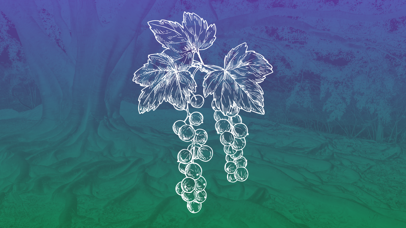 🎄 Five Reasons to Let Go of Drug War Stigma This Christmas 🎄