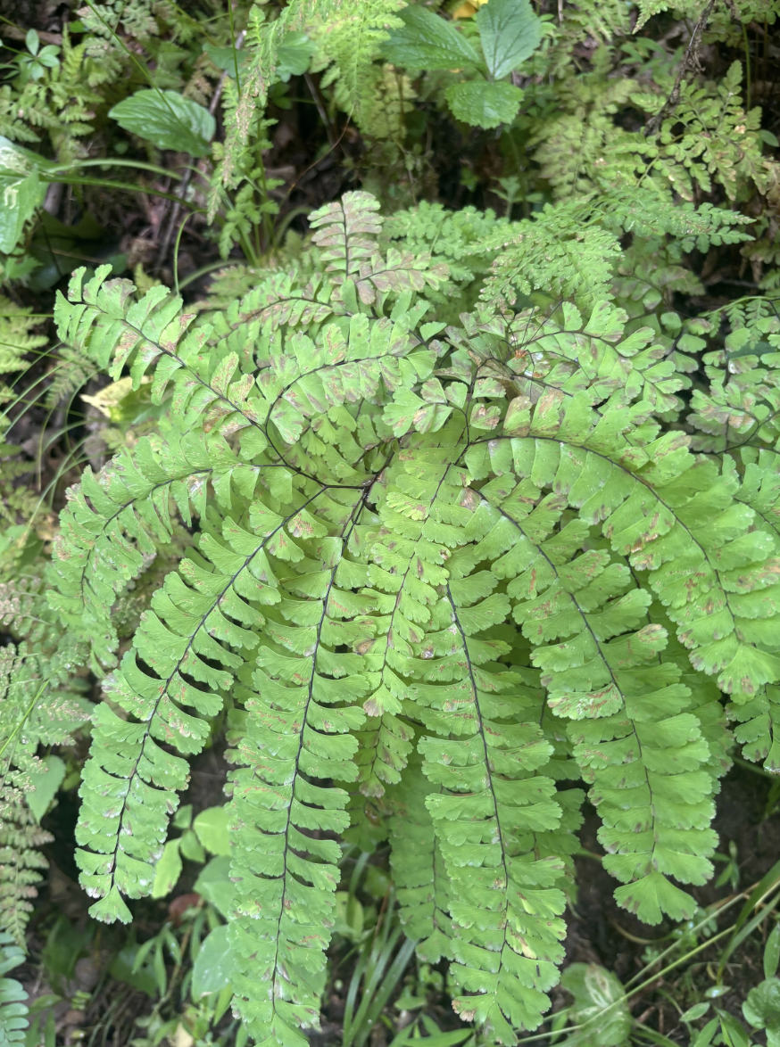A maidenhair fern on a green forest floor among other ferns and plants