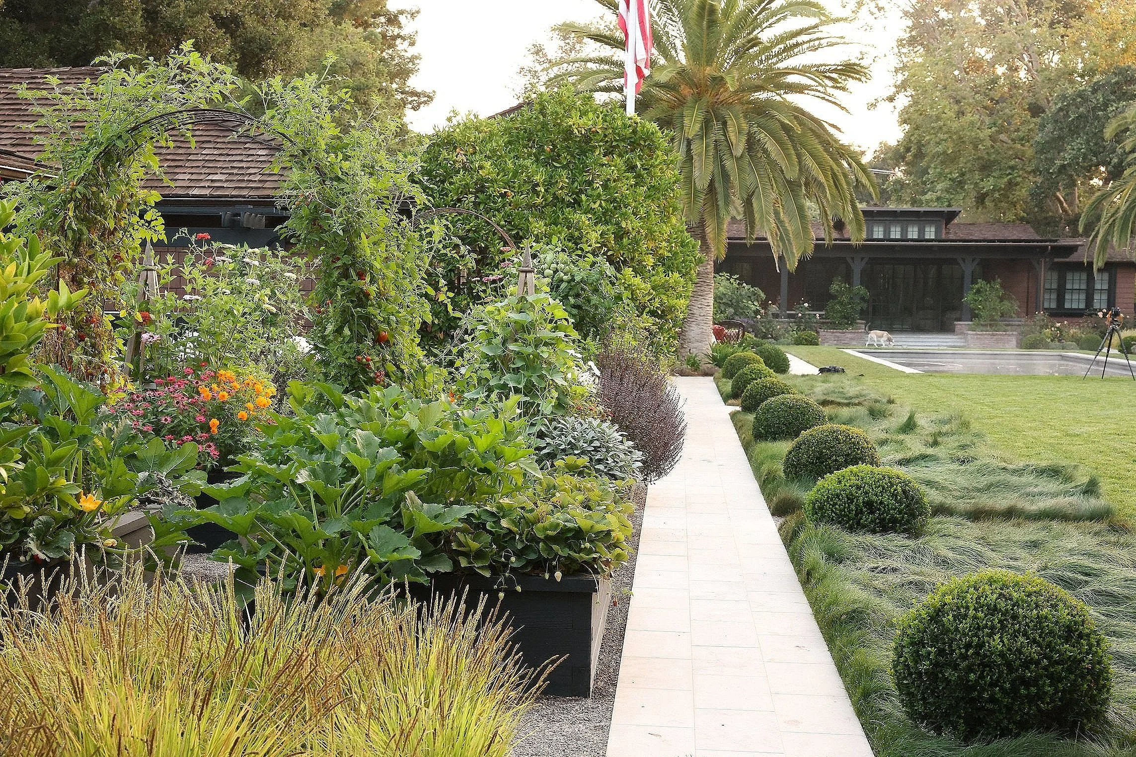 A landscaped front yard with a concrete walkway, lush green plants, colorful flowers, a tall palm tree, and a house with a porch in the background.