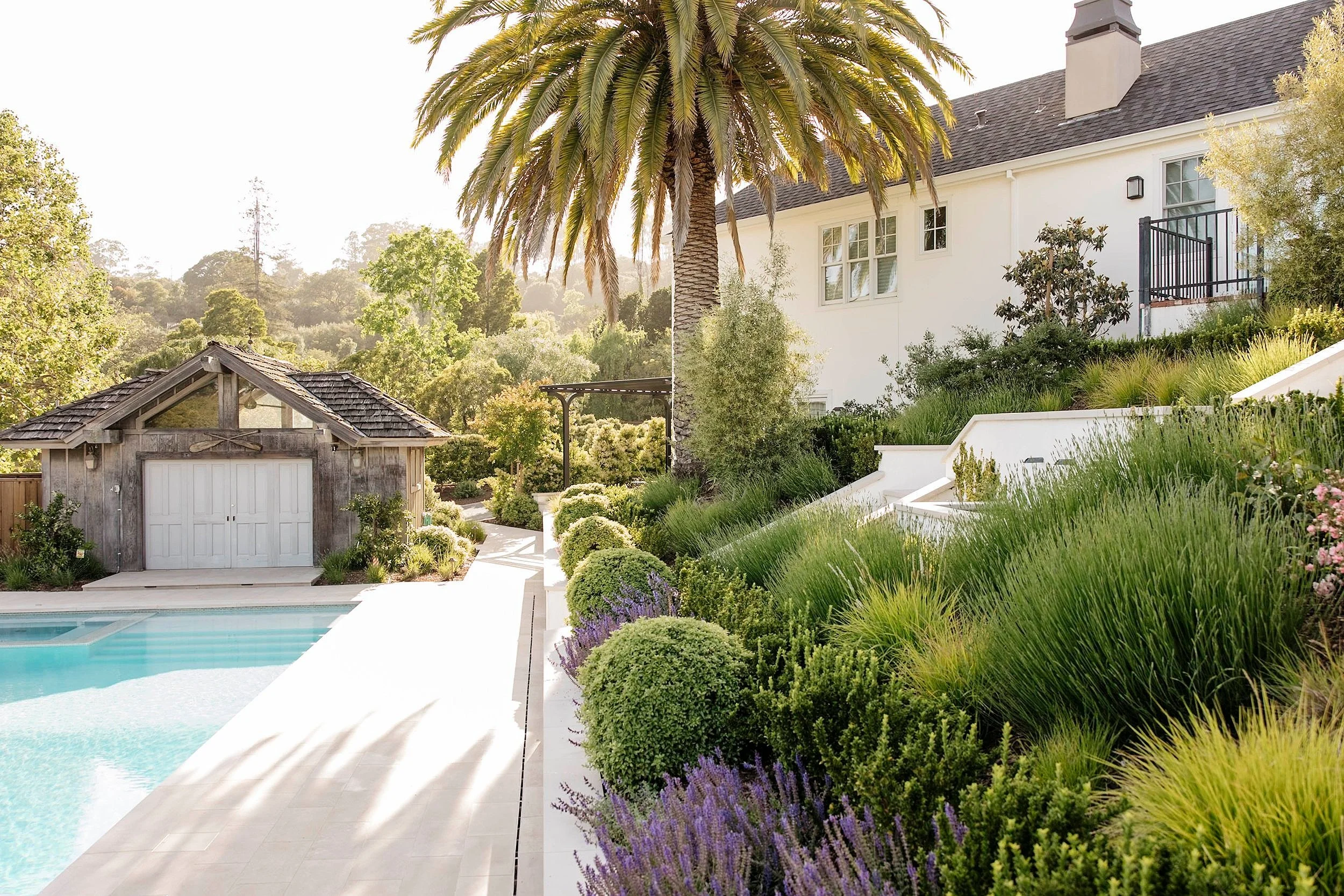 A backyard with a swimming pool, a large palm tree, a small wooden shed, and a white house with a gray roof and multiple windows, surrounded by lush green plants and trees.