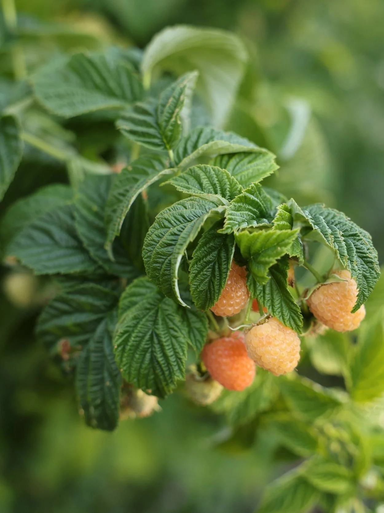 Close-up of raspberry plant with green leaves and ripening yellow raspberries.