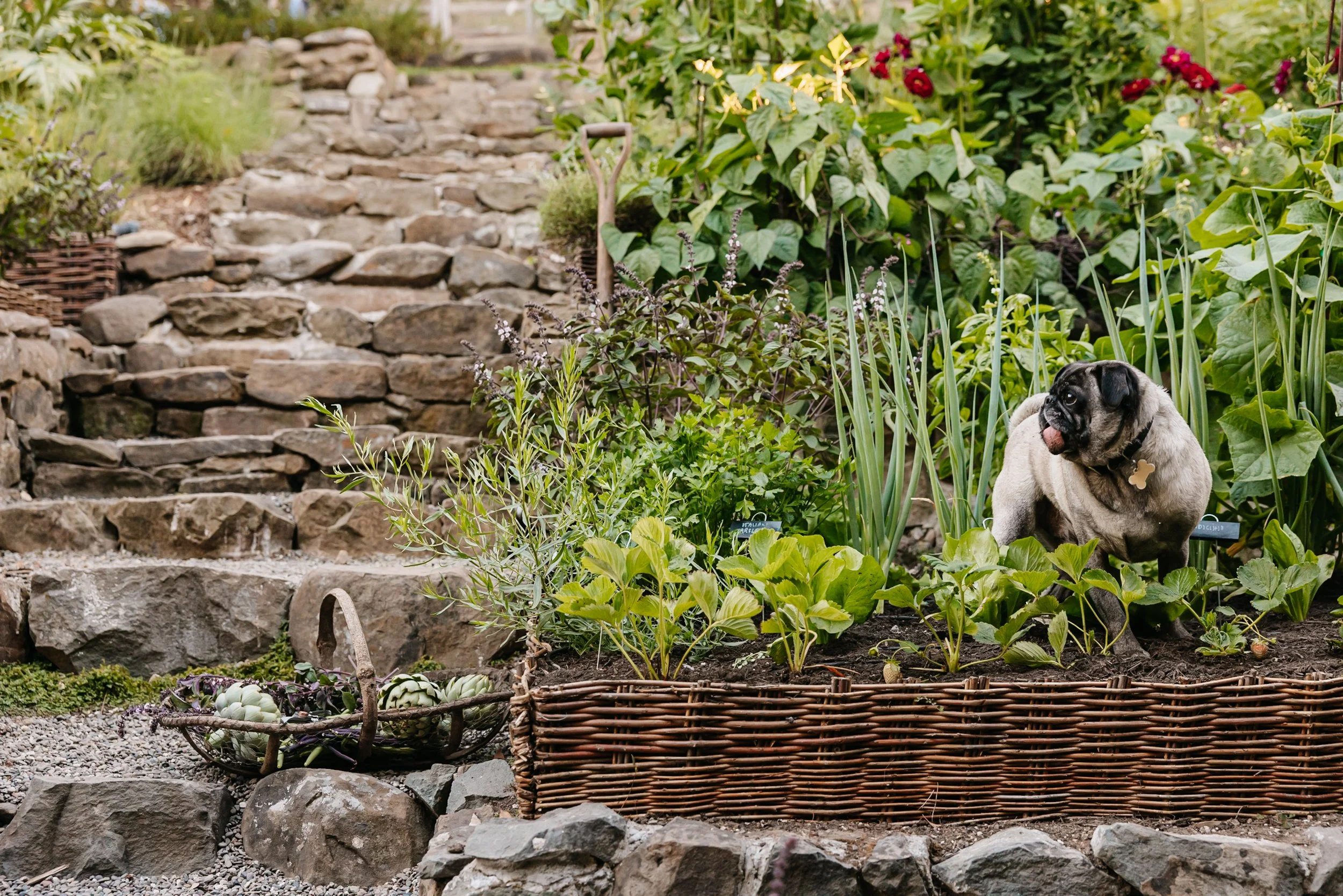 Christian Douglas designed the garden of celebrity chef Tyler Florence in Corte Madera