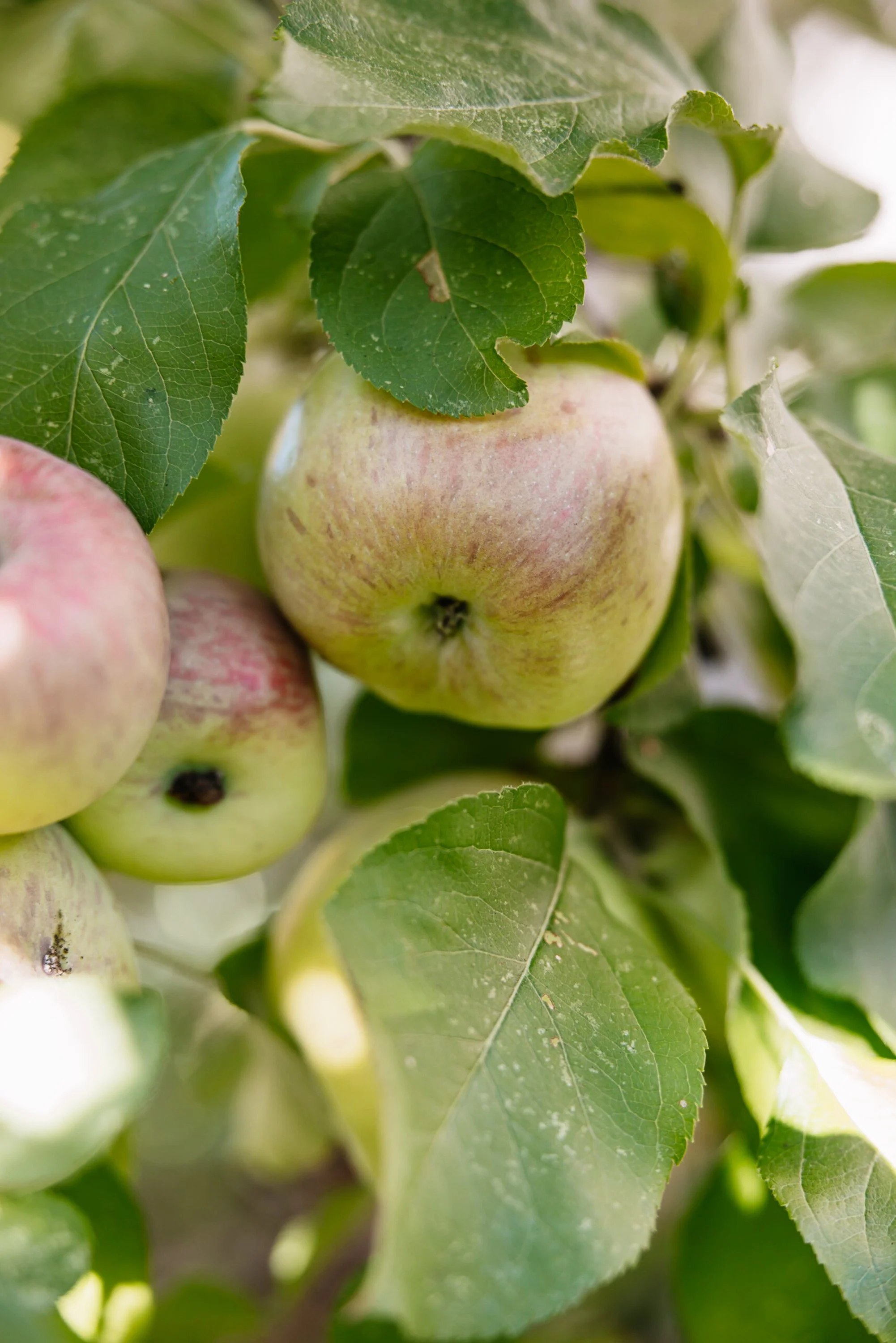 Close-up of ripening apples on a tree with green leaves.