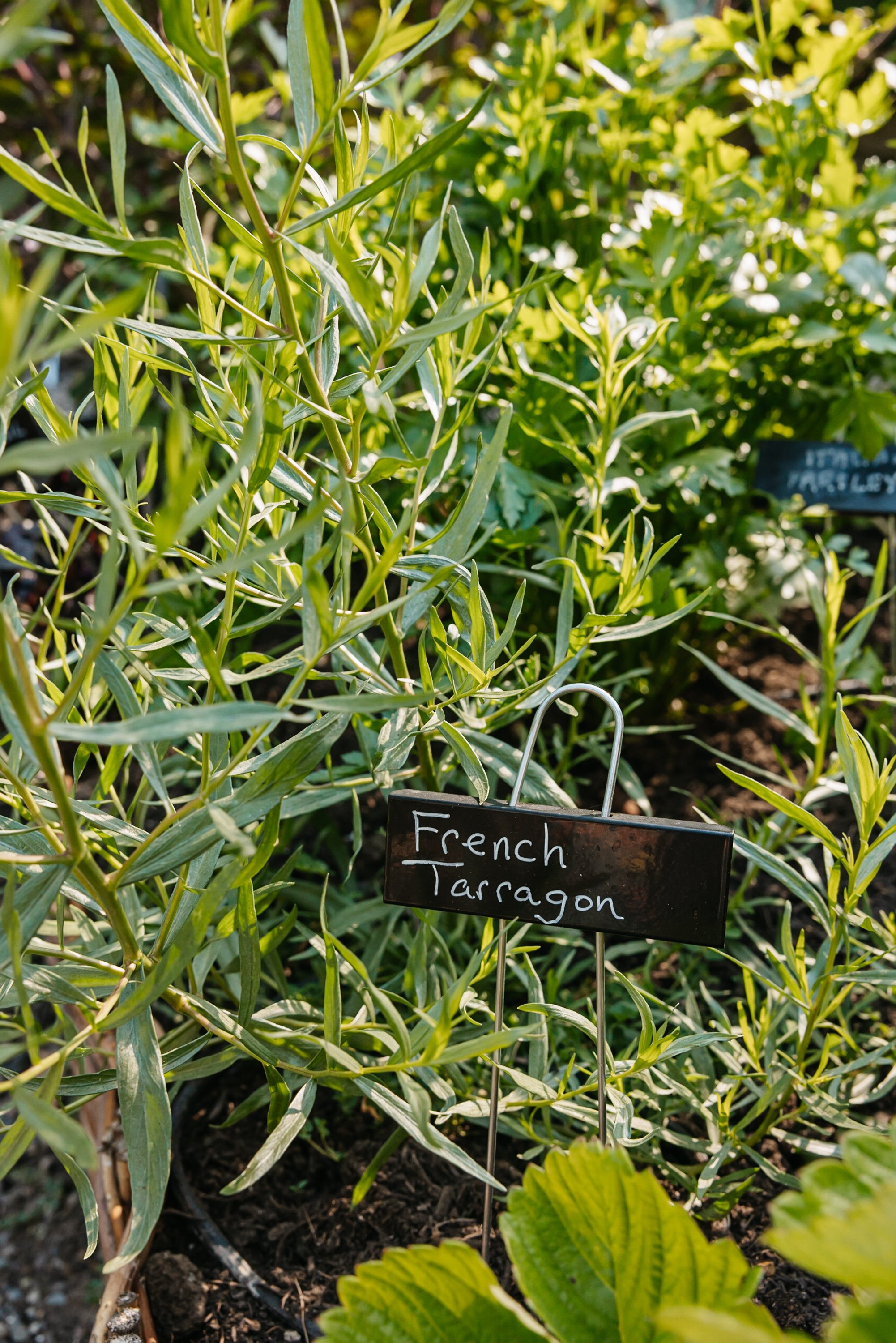 Herb garden with a sign that reads 'French Tarragon' among green plants and soil.