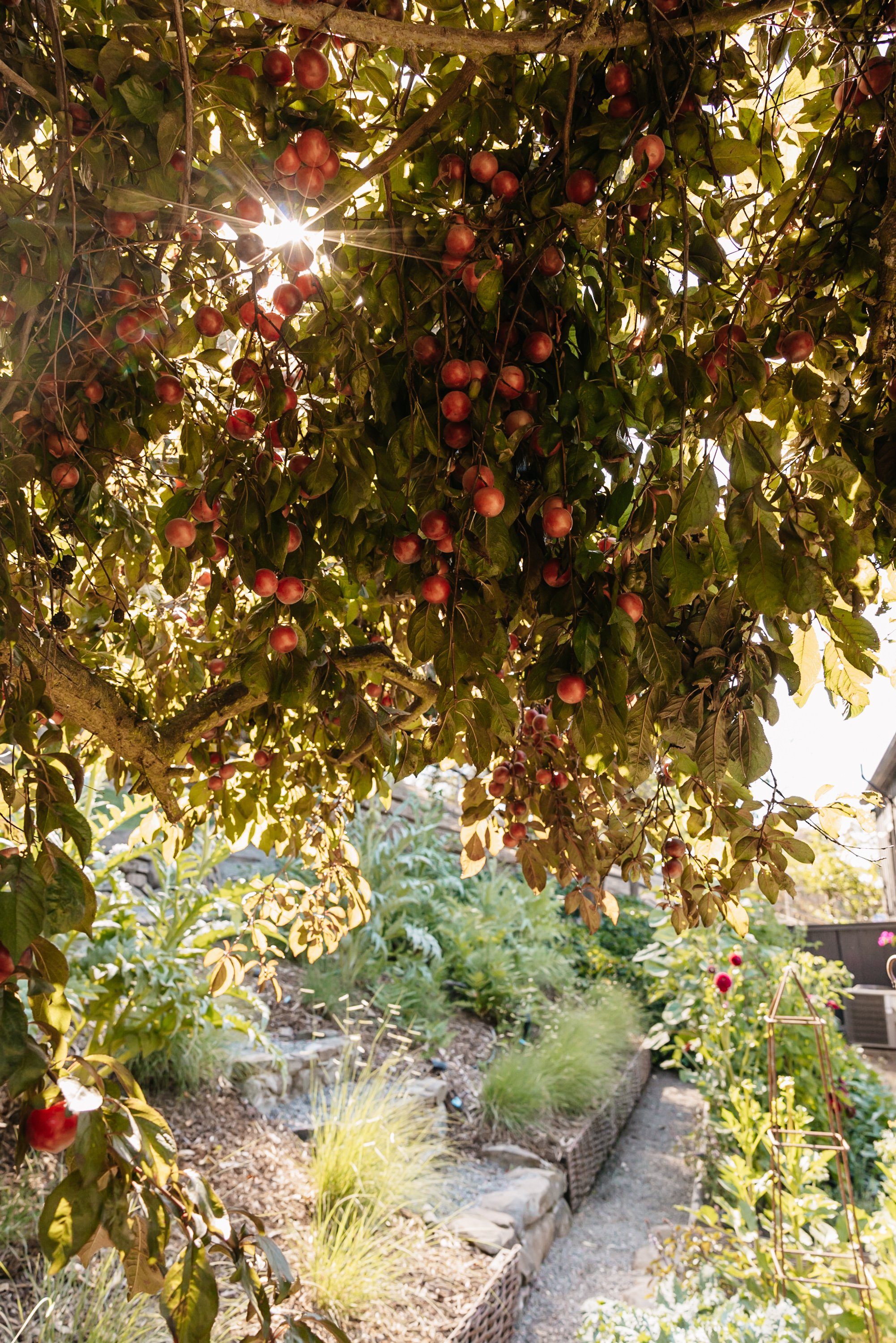 A garden with apple tree branches loaded with red apples, sunlight shining through the leaves, and a pathway with raised garden beds and various plants.