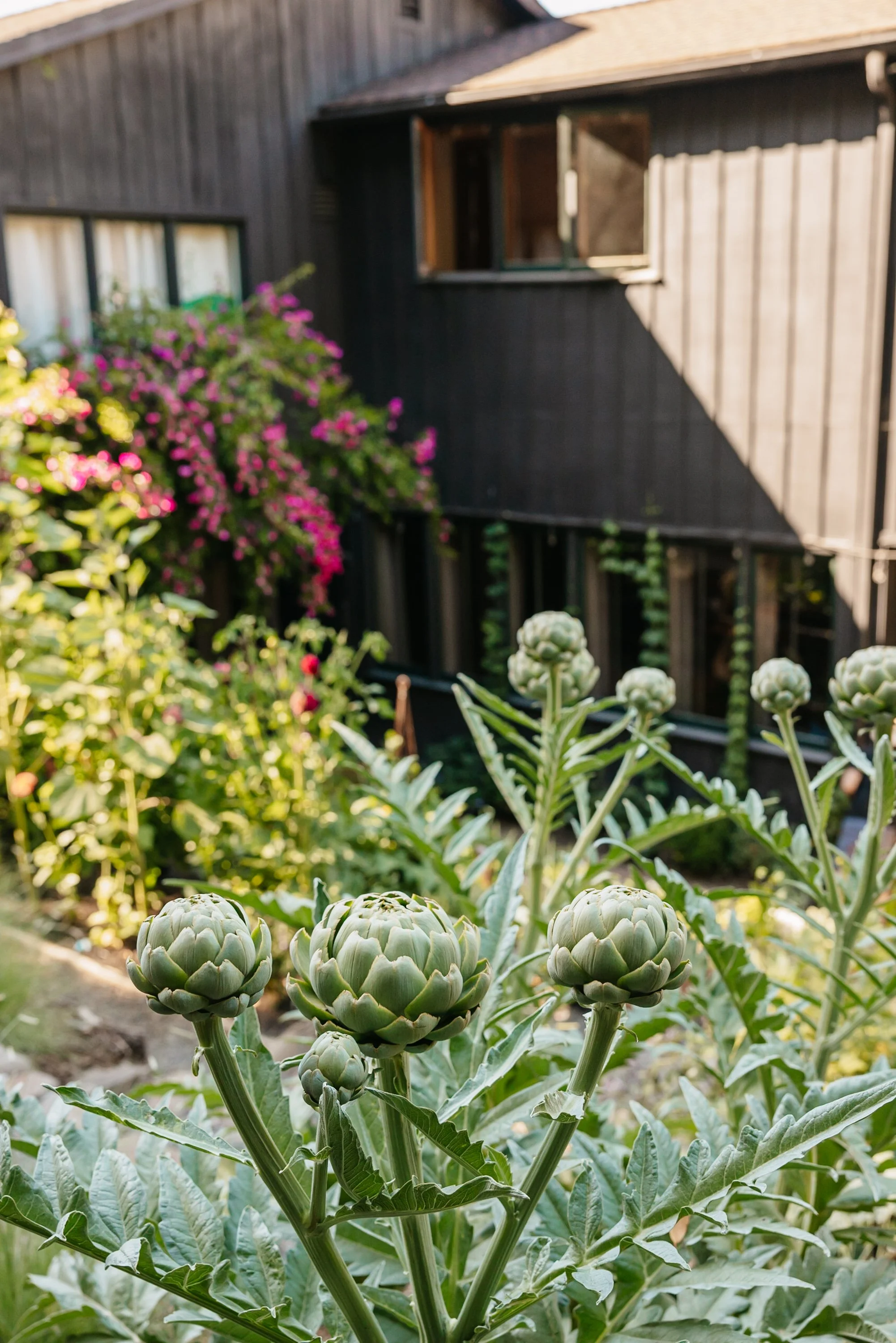 Artichoke plants with buds in the foreground, a house with black siding and open window in the background, and pink flowering plants on the side.