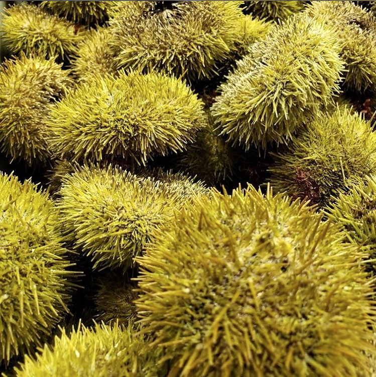 Screen Shot 2019-12-03 urchin.png