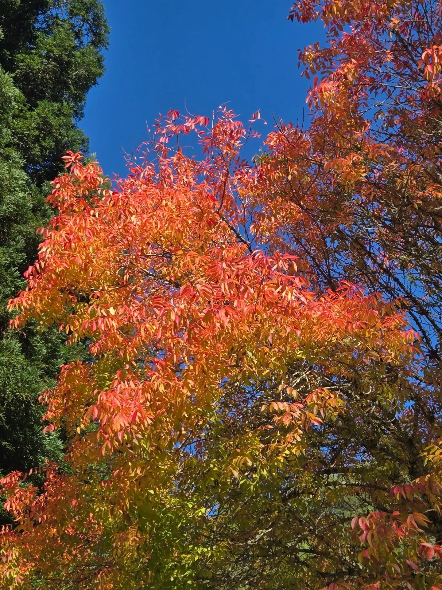 Happy new moon in Libra today &amp; start of Scorpio season tomorrow! Beautiful autumn is underway here, alongside pleasantly warm weather. Wishing you a fresh new start today &amp; a magickal season ahead 🍂🍄✨️

🤩 alicepopeastrology.com 🤩

#fall 