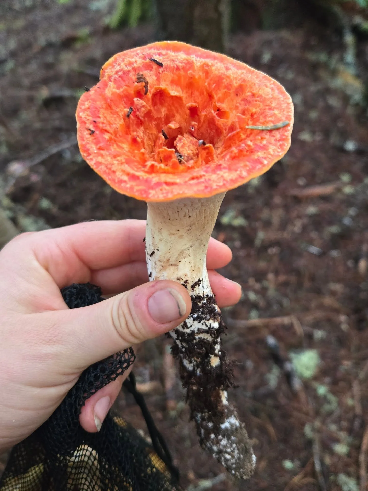 ♏️ Scorpio season is the perfect time for mushroom foraging. Crawling around in the dark underbrush, we see things differently, uncovering treasures buried in the wet earth. 🍄&zwj;🟫 

✨️ The very process of decomposition is beautiful, magickal, del