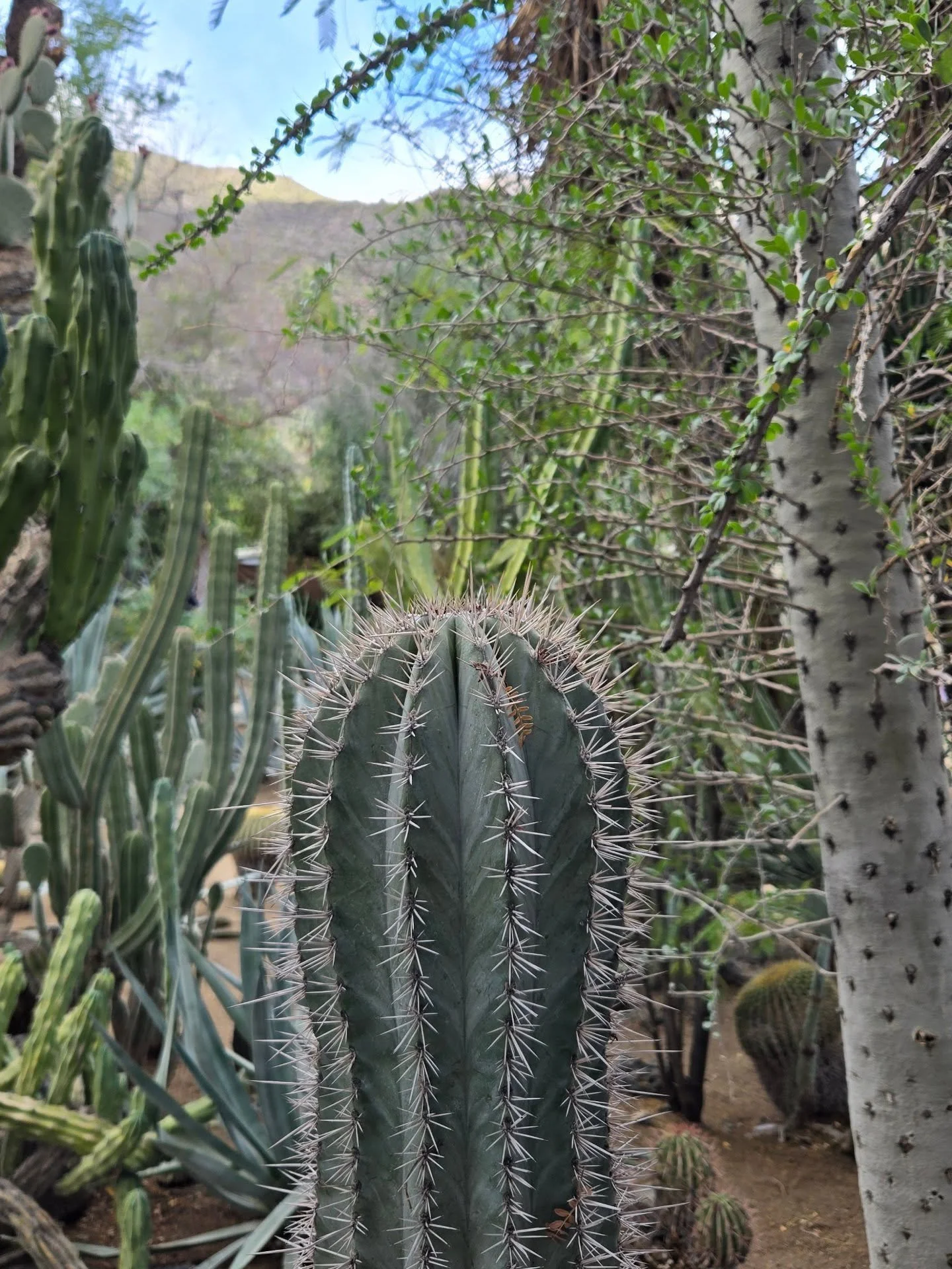 The Moorten cactus garden is well worth a visit if you're ever in the Palm Springs area! 😍🌵

#moortenbotanicalgarden #palmsprings #cactus #succulents #desert