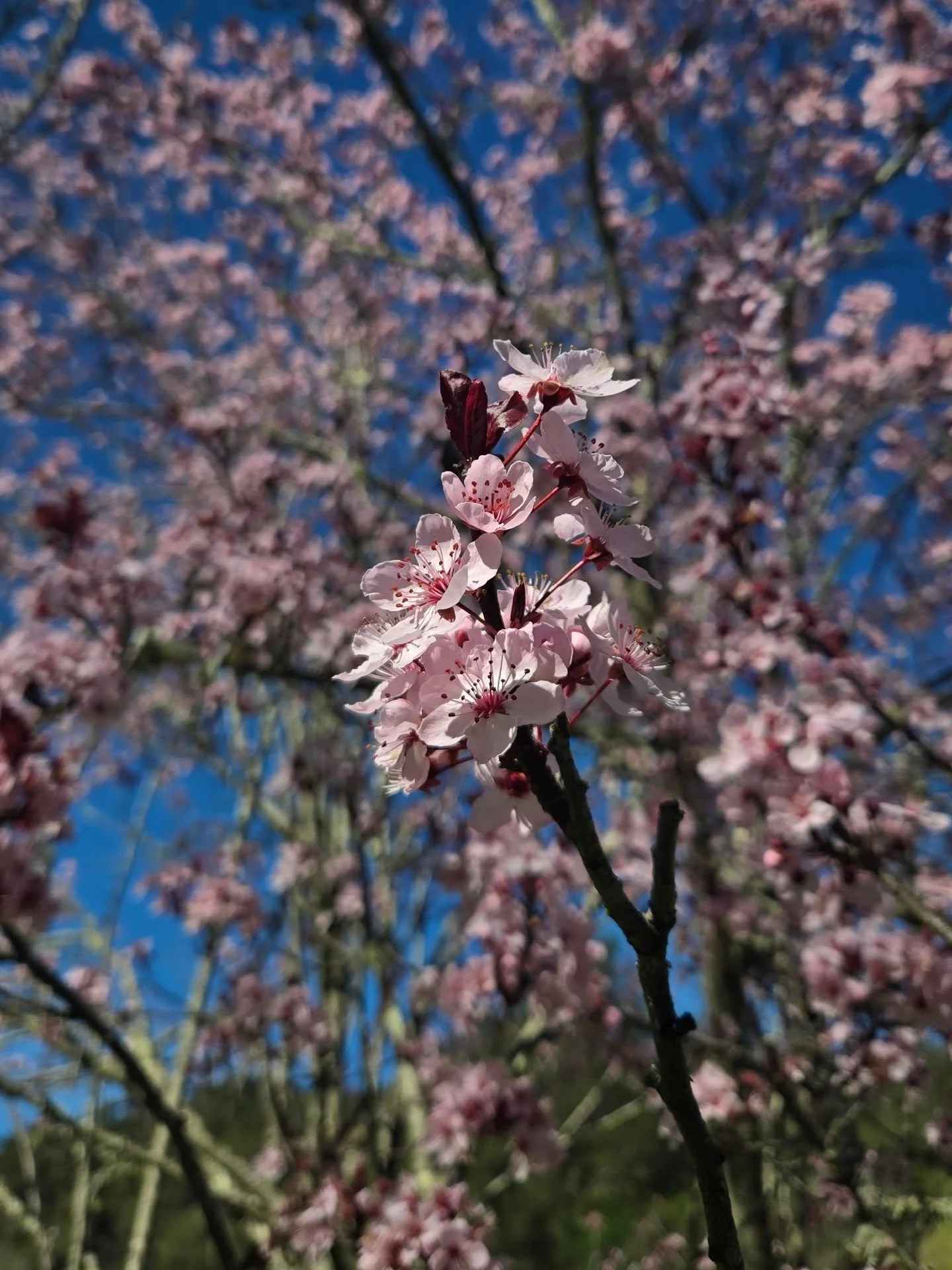 Oh don't mind me, just sobbing alone in the woods at the incredible beauty of nature 😭🌸🌱🌞🍄&zwj;🟫🌲🦊🌔💝✨️

#piscesseason #mercuryretrograde #mercuryinpisces #natureisbeautiful #springtime