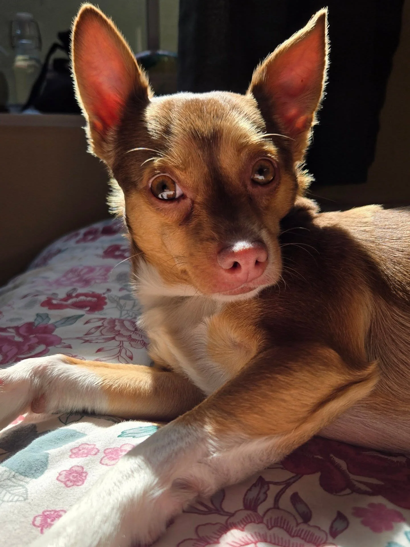 Sneppi boo!! This baby boy and I have been together for 2 years now!! 🥹🥳 If you know anything about me these days, you know how much I love this little guy. He is my ray of sunshine and the center of my world. 🌞💖

It's been a big year for us: we 