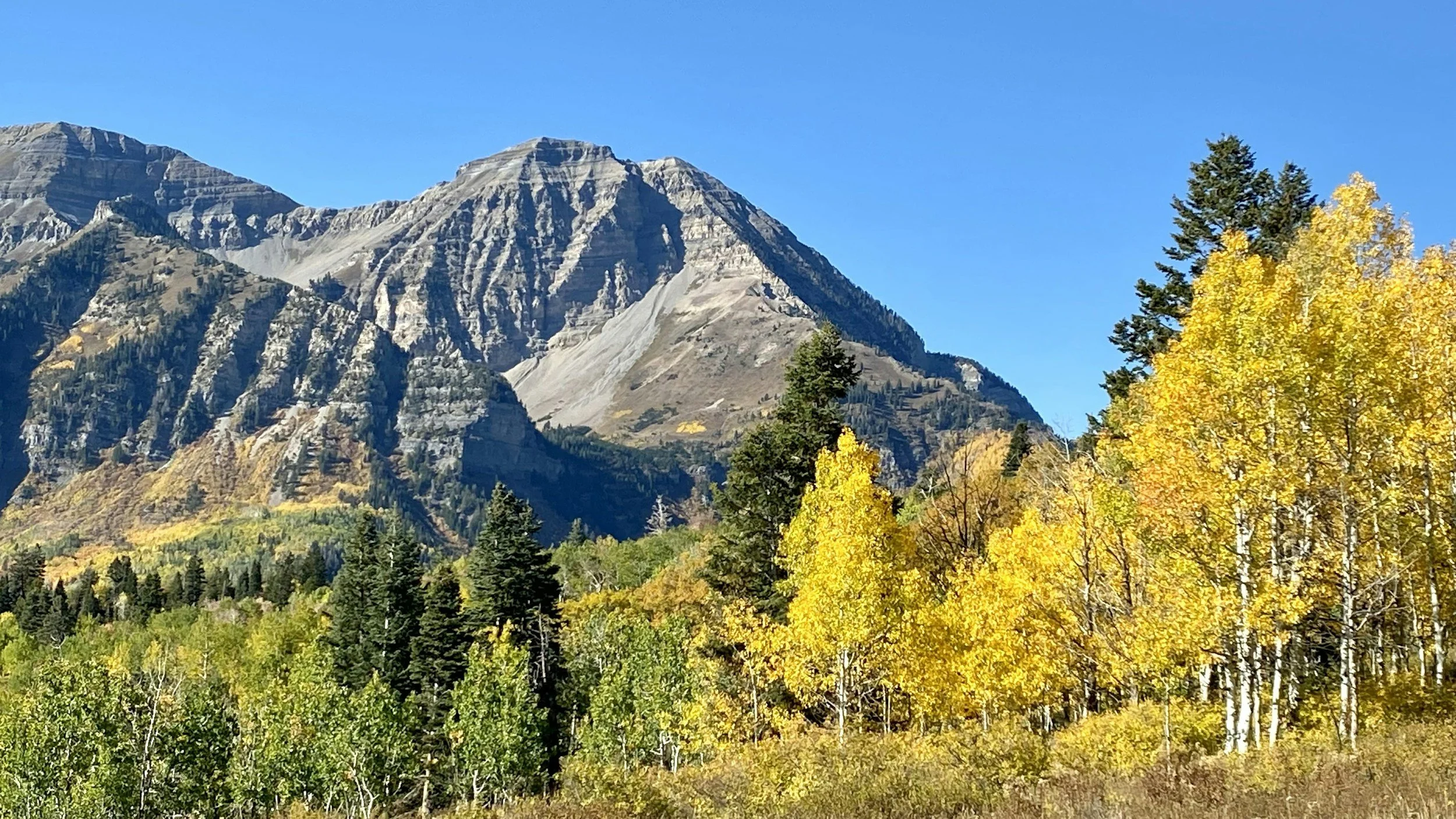 Rocky mountain peak rising behind autumn aspens and evergreen trees under a clear blue sky.