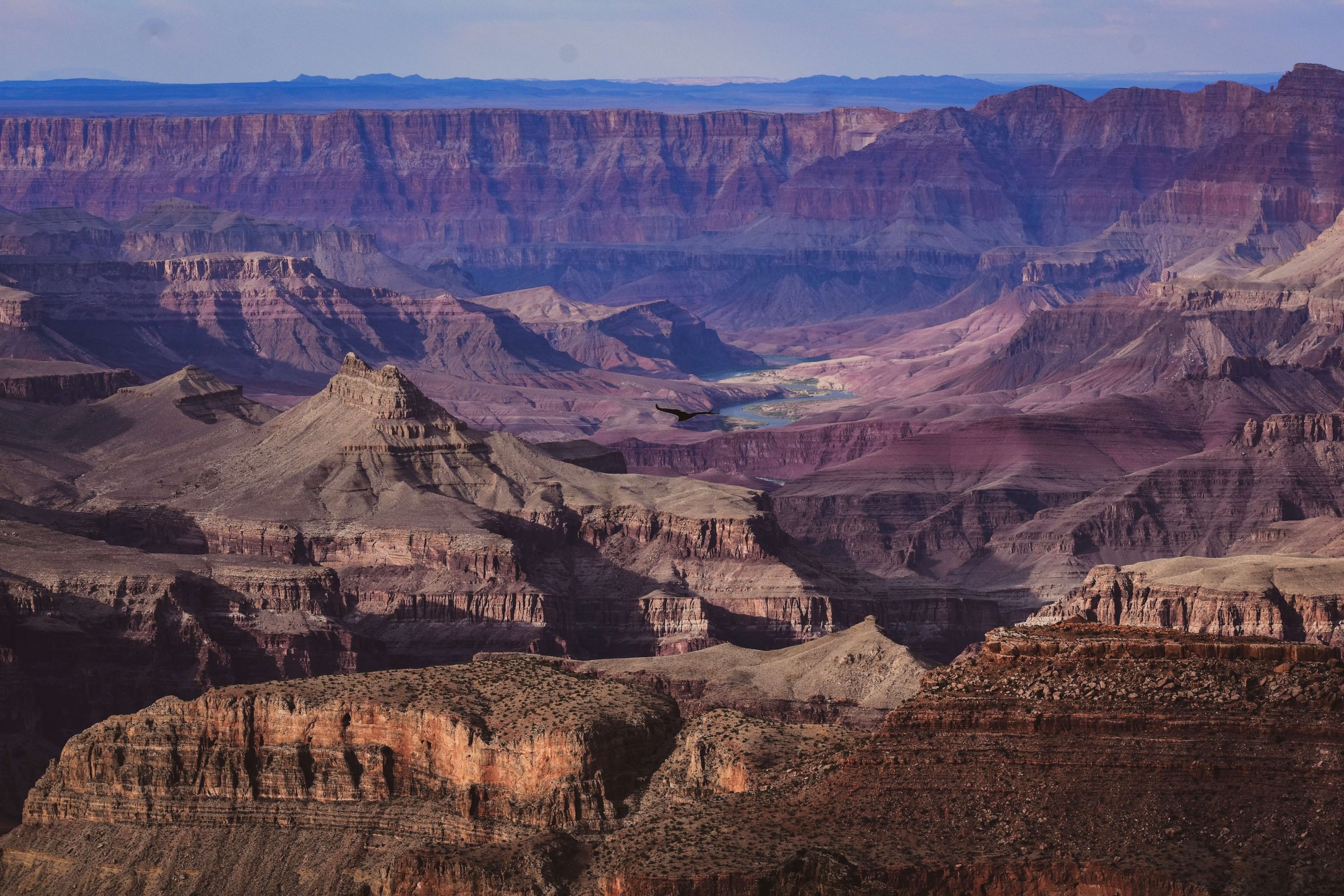 Sunset golden hour, a lone flying bird on the south rim of the Grand Canyon National Park, Arizona, USA, Colorado River, natural wonders of the world, northern Arizona, American southwest, Colorado Plateau, canyon layers.