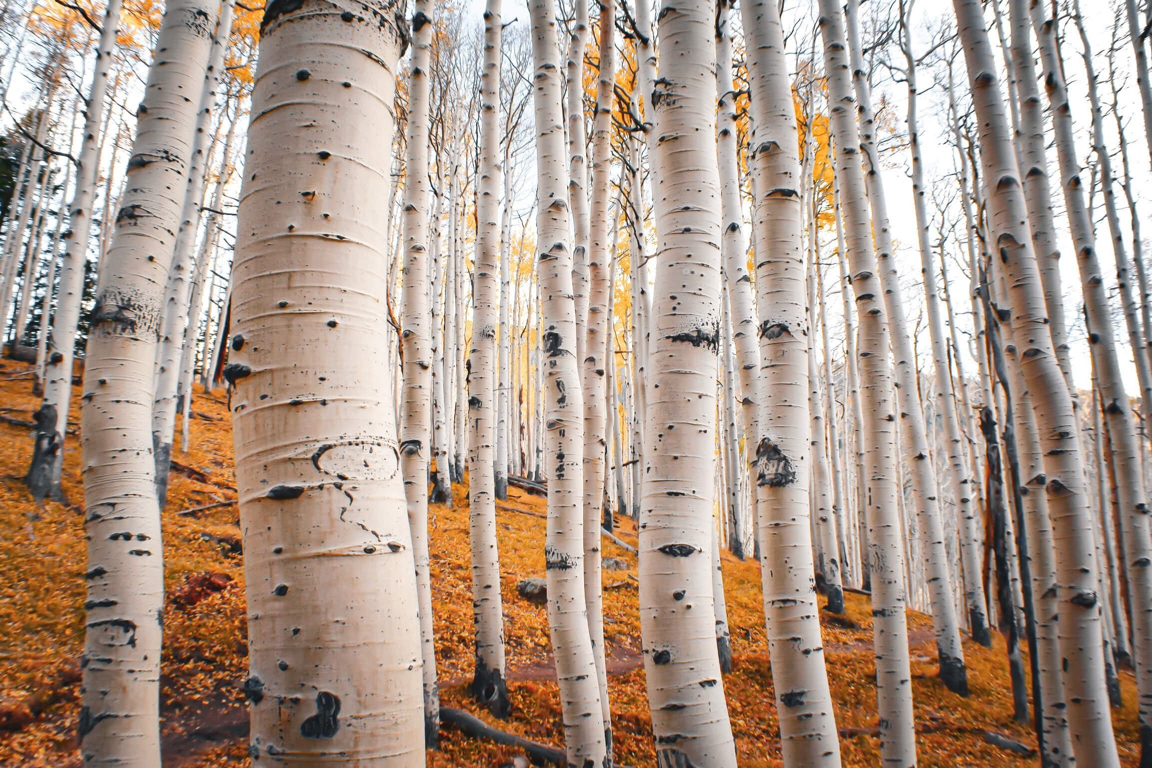 A forest of aspens, white aspen bark amongst a forest of autumn orange and yellow aspens in bloom, taken in Arizona Kachina wilderness mountains, Flagstaff, Northern Arizona, USA, Kachina Trail, hiking, Arizona Snowbowl, Mt. Humphrey's.