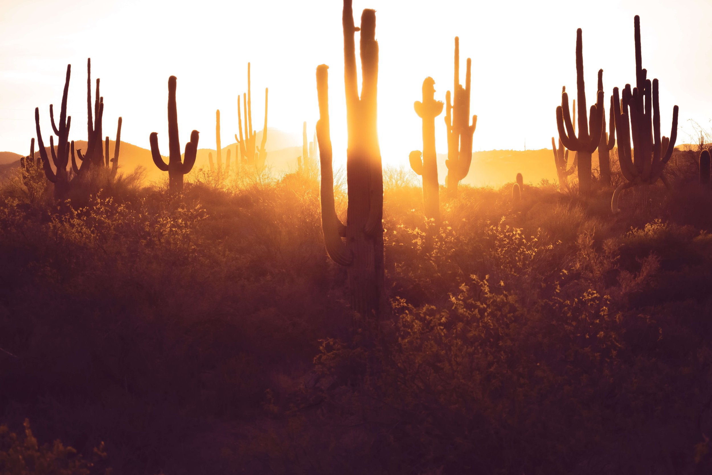 Sunset, sunrise. golden hour in the desert shines through the Saguaro cactus silhouettes, desertscape, Superstition Mountains, Arizona, USA, cacti, American Southwest.