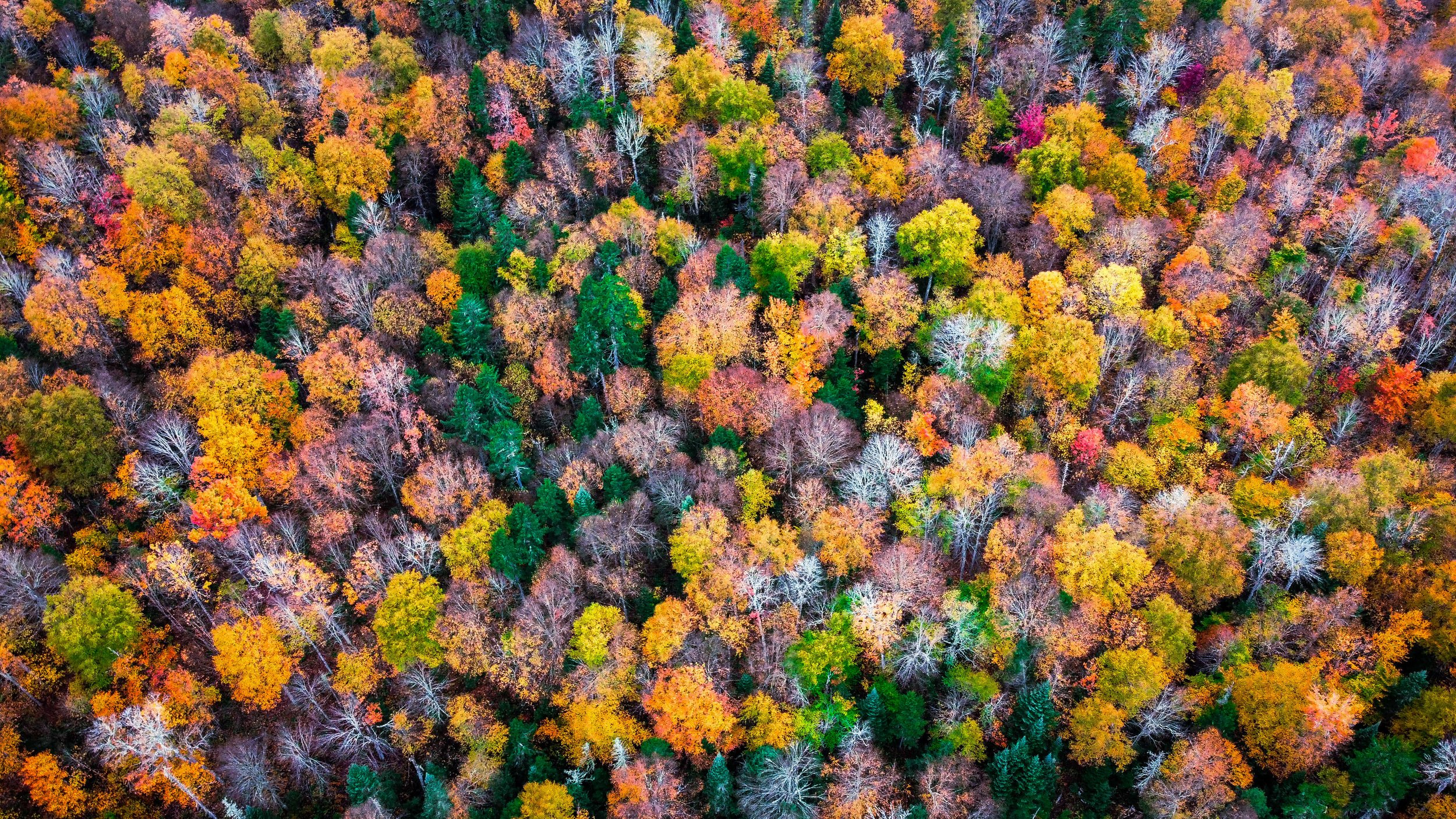 a drone photograph taken from the air of red, yellow, crimson, auburn, and green forest trees in the autumn in the Adirondacks of New York State, USA.