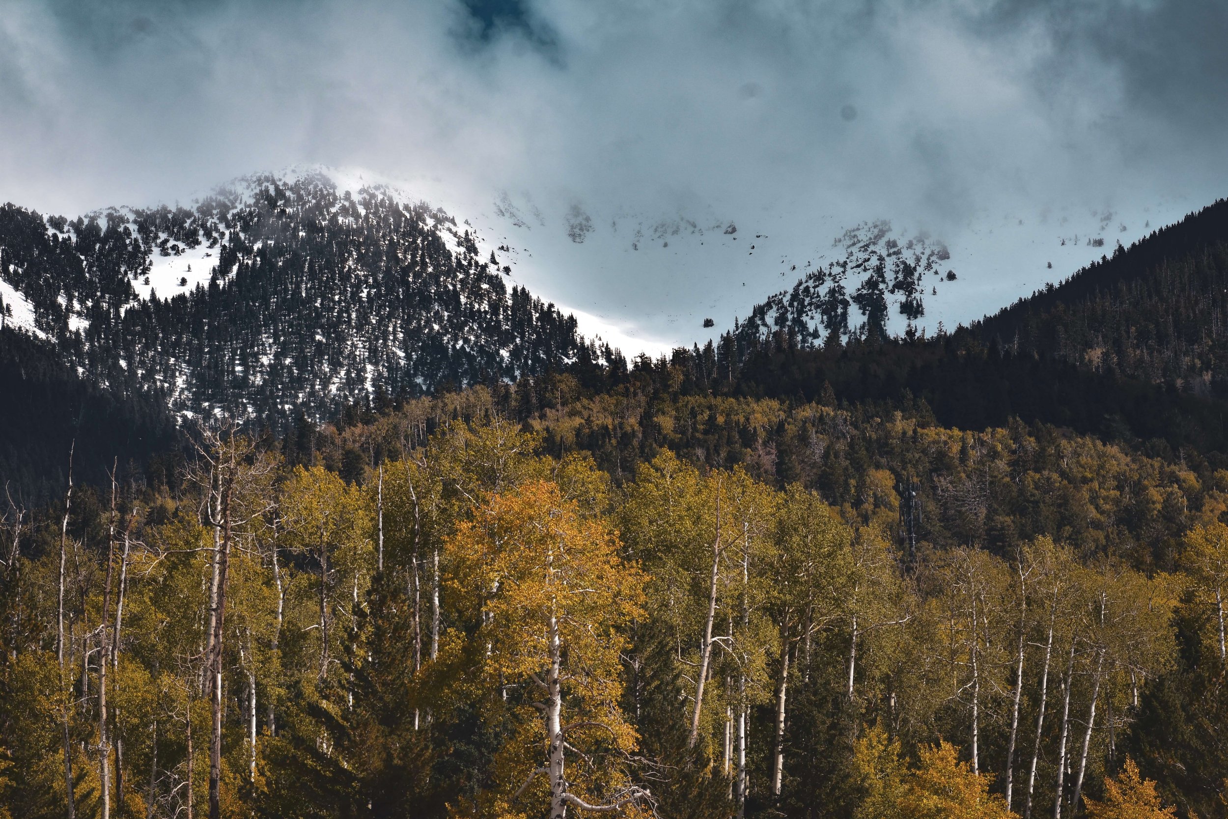 Snow covered mountains with a forest of gold autumn aspens in the foreground, taken in Arizona Kachina wilderness mountains, Flagstaff, Northern Arizona, USA, Kachina Trail, hiking, Arizona Snowbowl, Mt. Humphrey's.