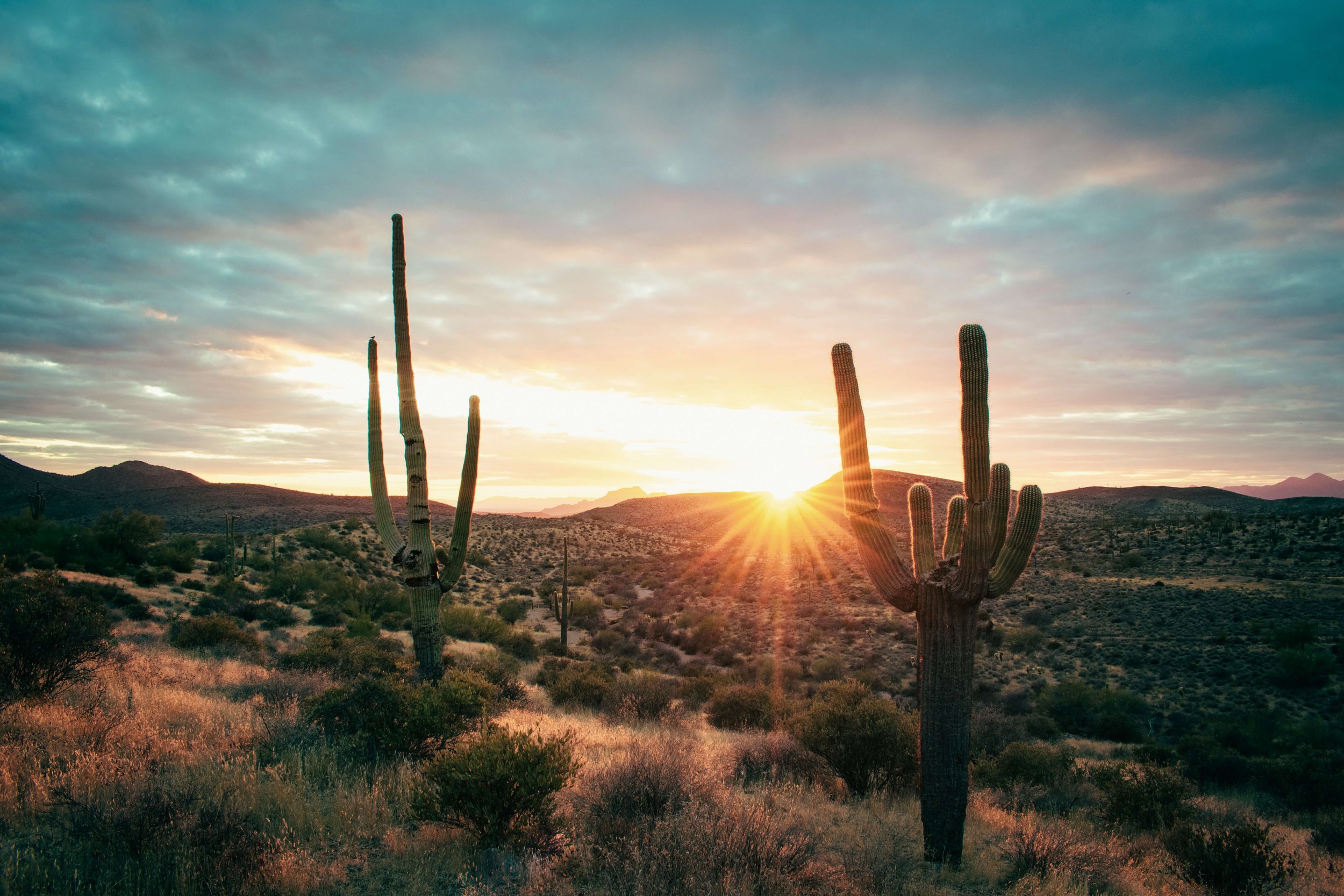 Sunset, sunrise. golden hour in the desert shines through the Saguaro cactus silhouettes, desertscape, Arizona, USA, sunburst, cacti, Scottsdale, northern Phoenix, hiking, American Southwest.
