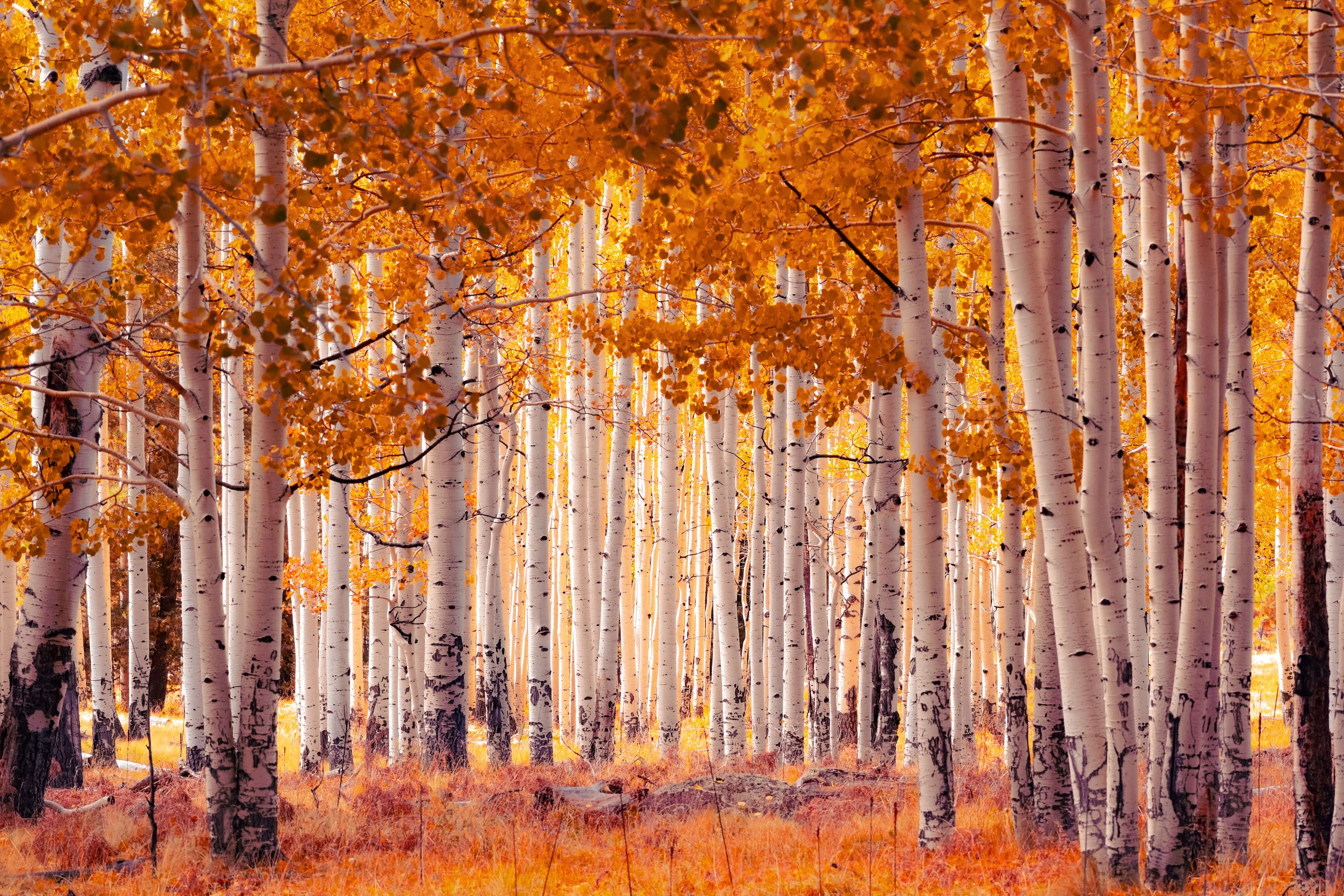 A forest of aspens, white aspen bark amongst a forest of autumn orange and yellow aspens in bloom, taken in Arizona Kachina wilderness mountains, Flagstaff, Northern Arizona, USA, Kachina Trail, hiking, Arizona Snowbowl, Mt. Humphrey's.
