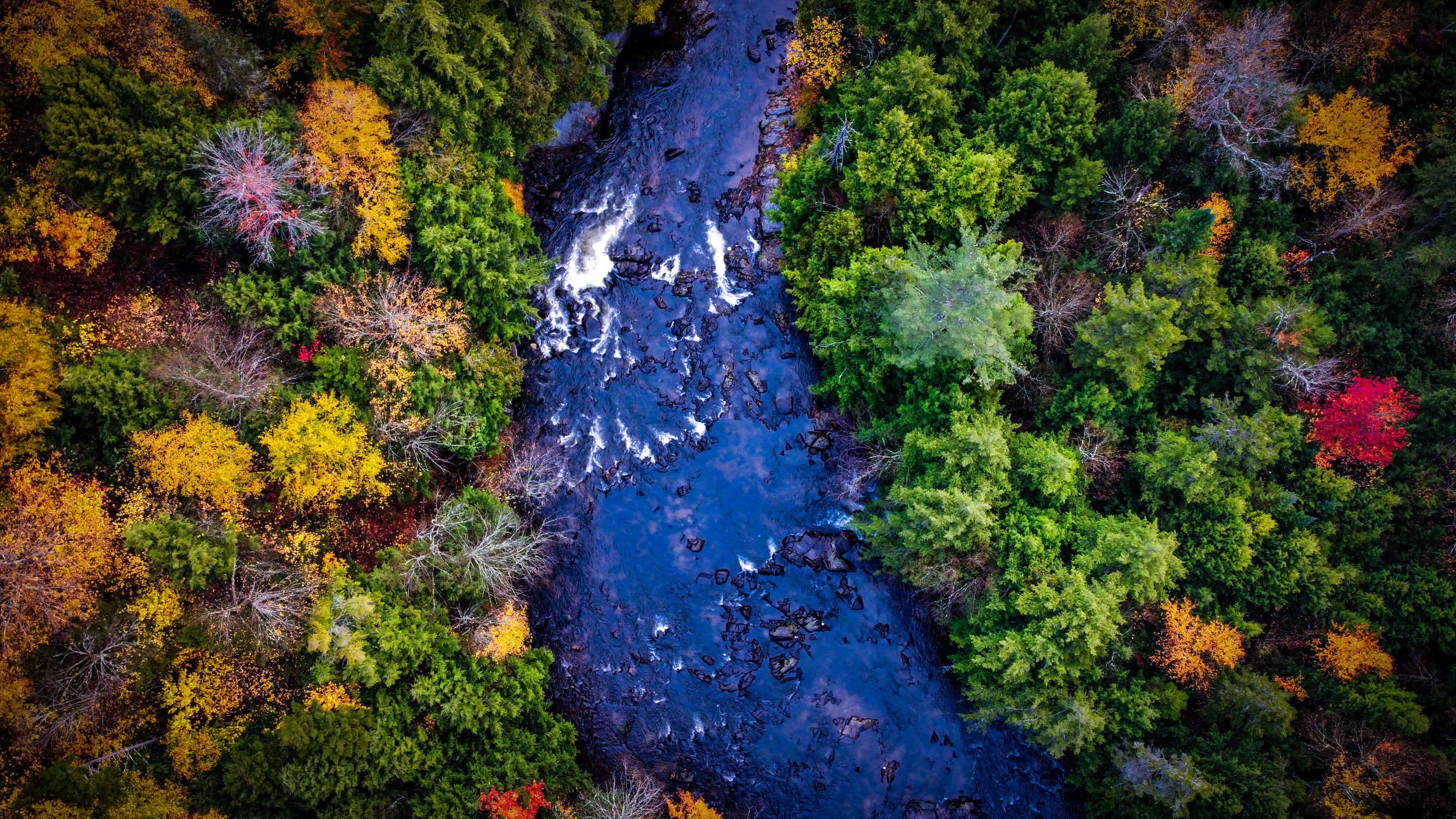 a drone photograph taken from the air of a river rapid with a forest of autumn trees yellow, gold, orange, and red in the Adirondacks of upstate New York, USA.