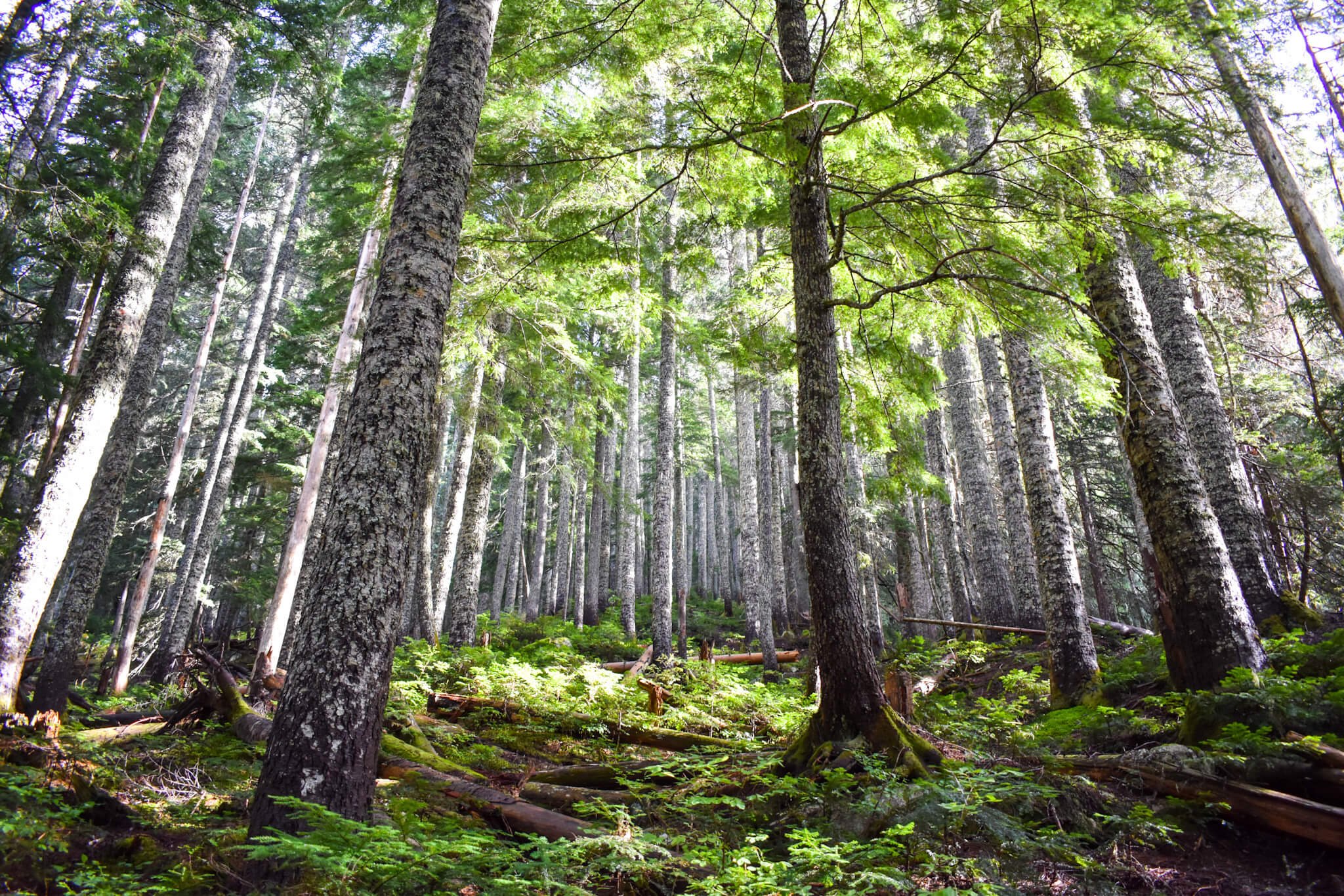 Large trees rising up in a Pacific Northwest Forest with morning light shining on them, green ferns cover the ground, forest in Washington State.