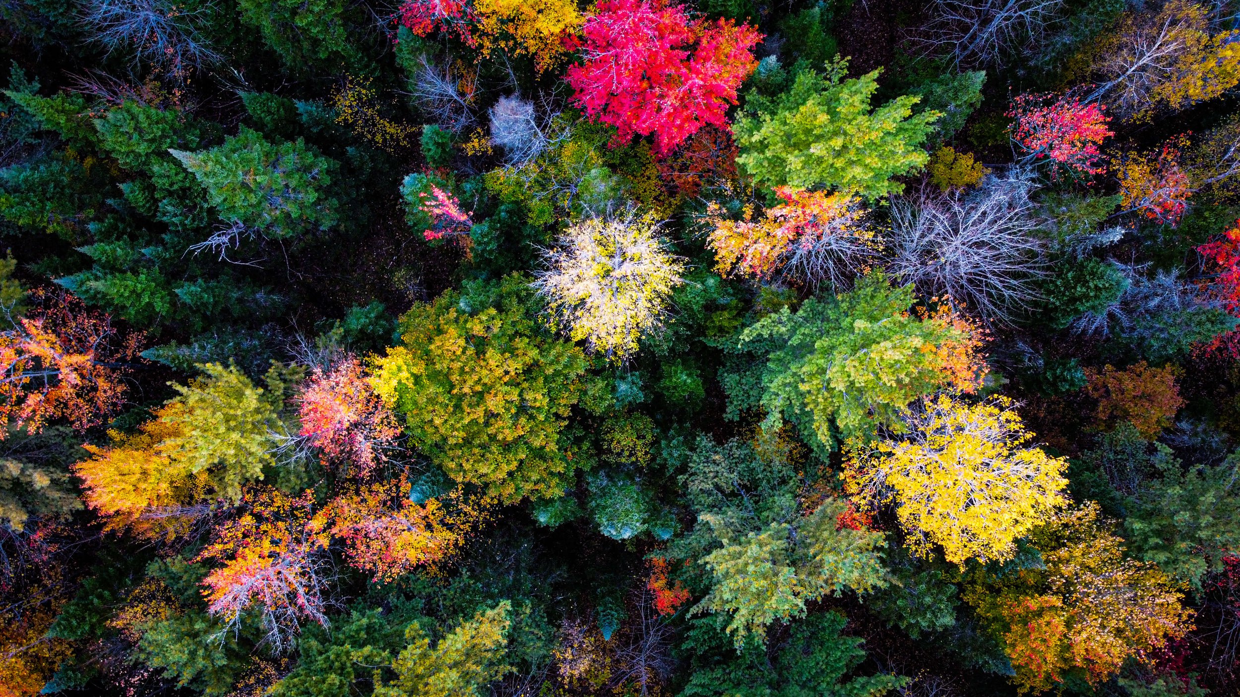 a drone photograph taken from the air of red, yellow, crimson, auburn, and green forest trees in the autumn in the Adirondacks of New York State, USA.
