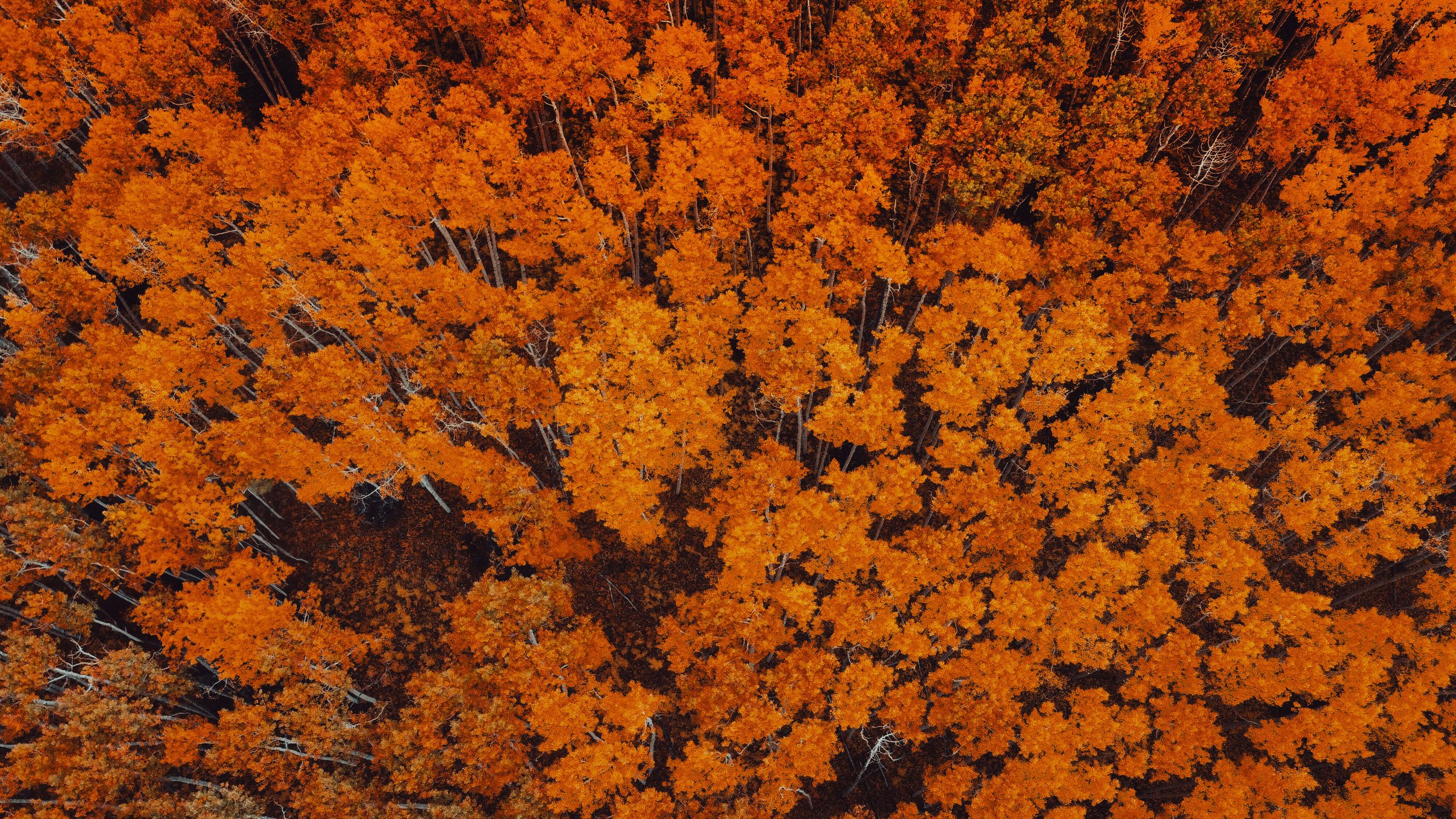 a drone photograph taken from the air of an orange forest of aspen trees in the autumn in the mountains of Colorado, USA.