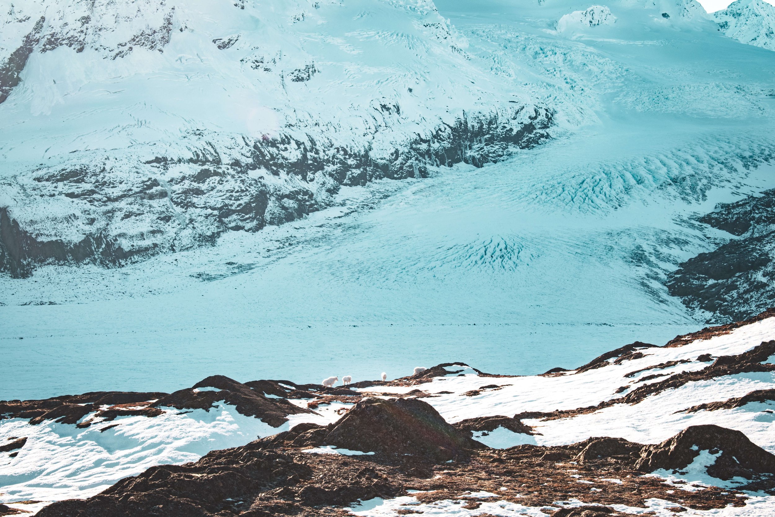 a remote Alaskan mountain range, zoomed in photograph of a herd of mountain goats, snowcapped mountain peaks, mountain glaciers, Alaska, USA, nature, wild animals.