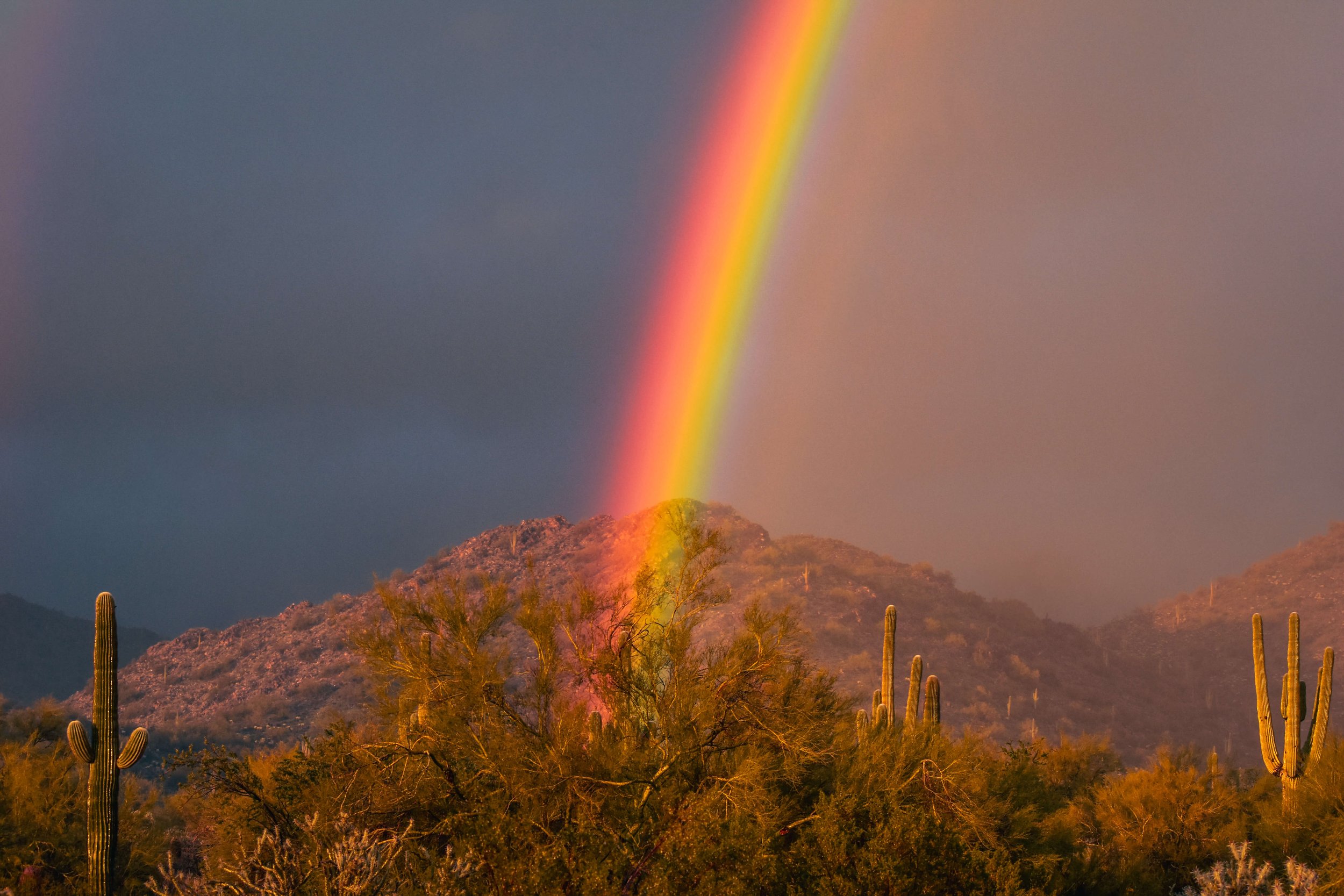 A bright rainbow across a stormy, rainy desert mountain, saguaro cactus in the foreground, taken in Arizona wilderness, north Scottsdale, USA, Phoenix, Gateway Loop, Gateway mountains, American Southwest.