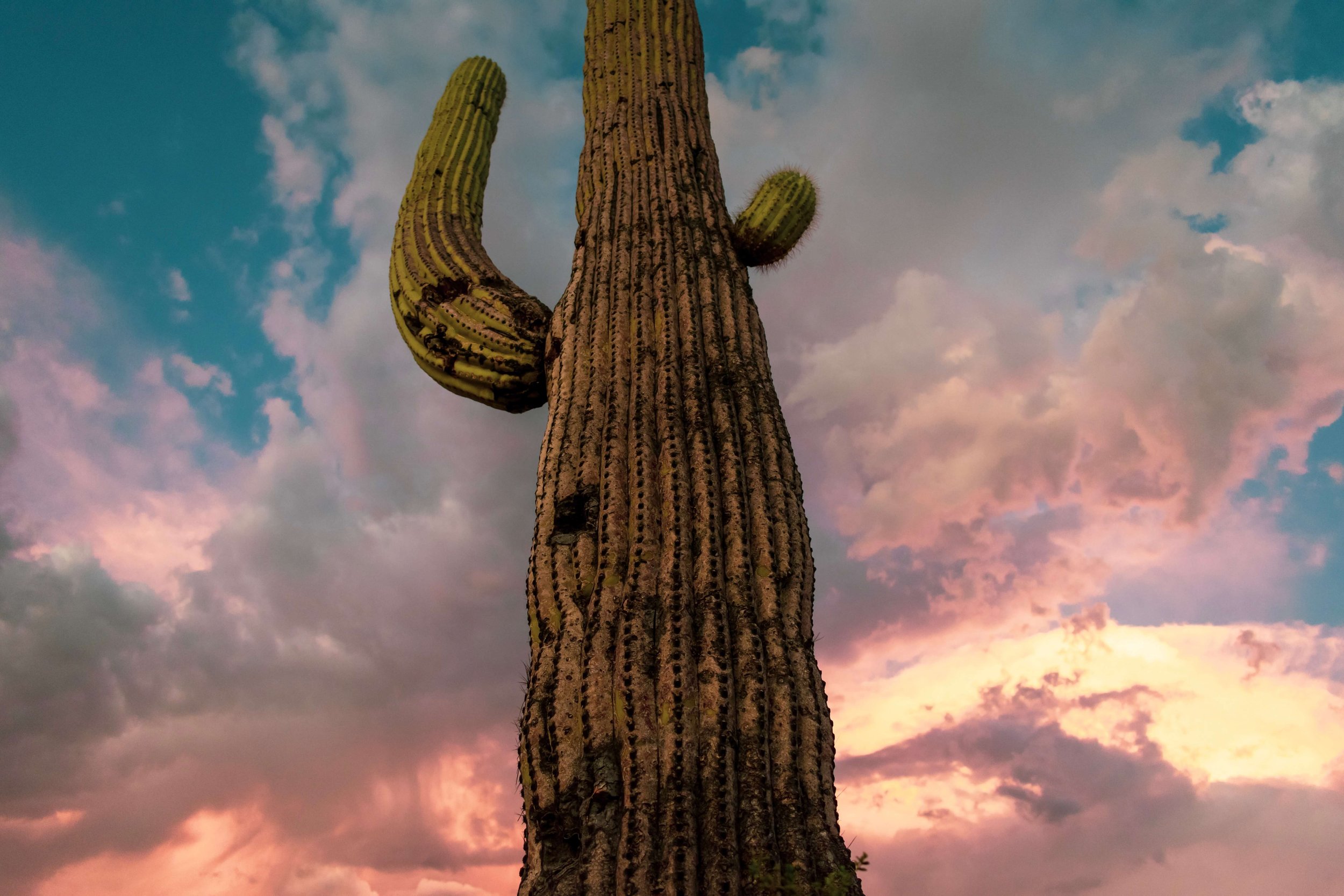 A stormy desert sunset sky and a Saguaro cactus, Tucson, Arizona, USA, southern Arizona, desertscape, American Southwest, Saguaro National Park, blue sky, clouds.
