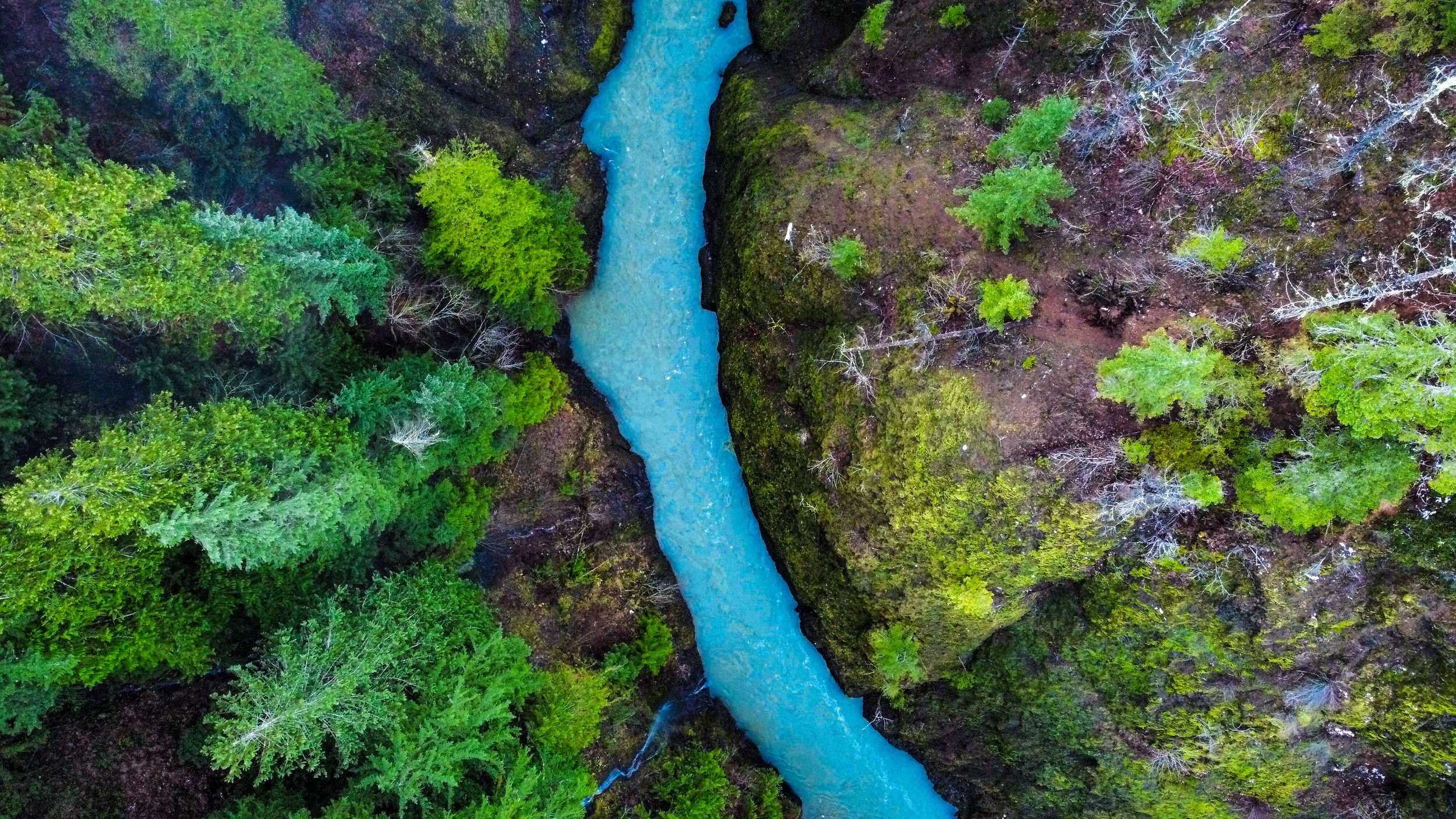 a drone photograph taken from the air of a glacial blue winding river cuts through a green evergreen forest in Washington state.