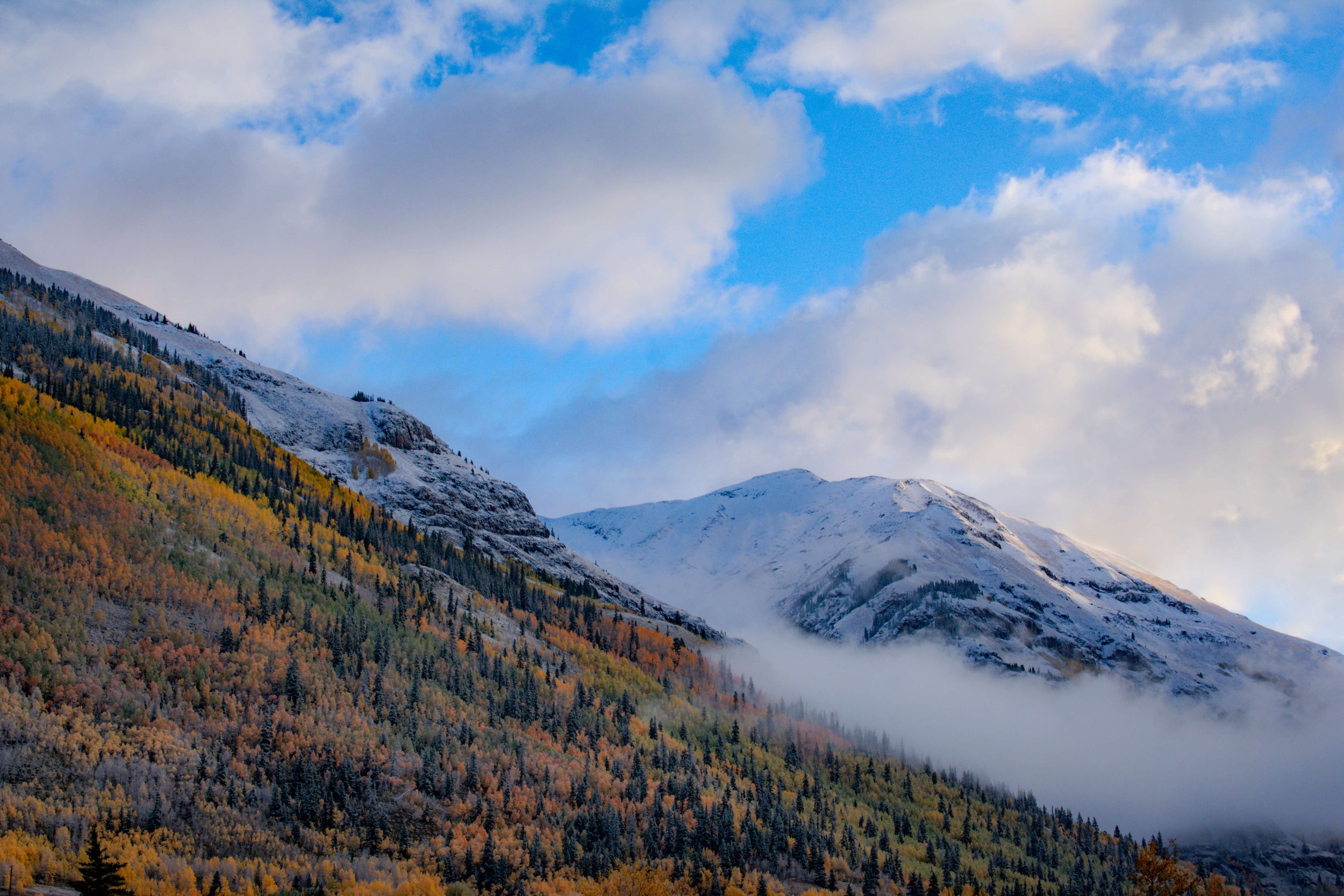 Mountainside forest of aspen trees in autumn colors of yellow, gold, orange, red, and green in Colorado at fall, snowcapped mountain peaks in the background, autumn, fall foliage, USA, Rocky Mountains, Rockies, Silverton, Colorado.