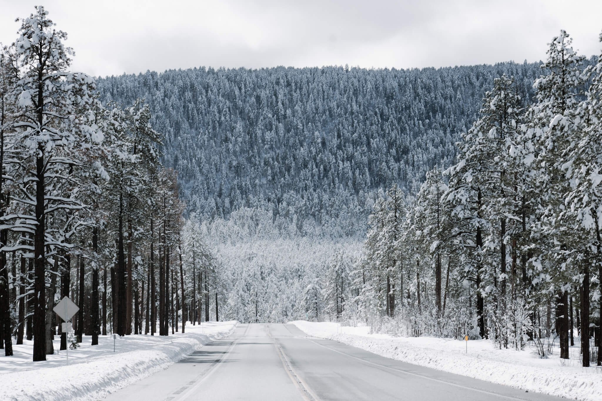 A fresh winter snowfall covers the Arizona Ponderosa pines on US highway 89A, in Flagstaff, Arizona, USA, northern Arizona, Sedona, road shot, snow covered forest, winter travel, high desert.