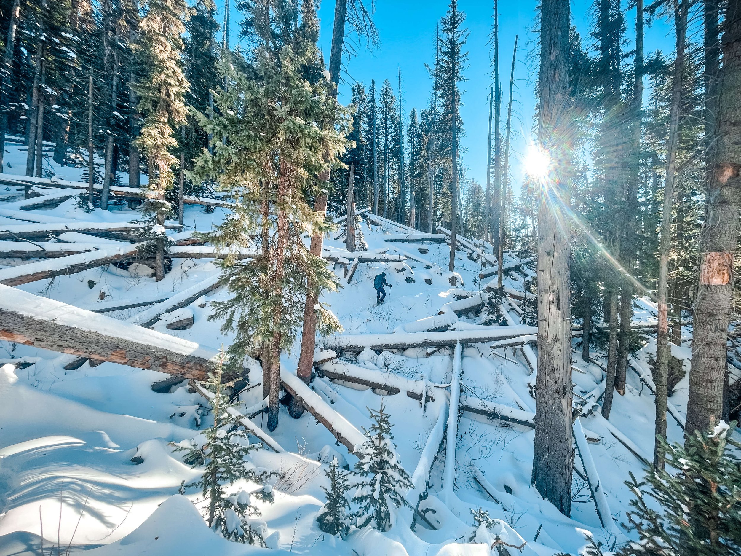 A lone hiker snowshoes on Mount Humprey's, Flagstaff, Arizona, USA, winter hiking, snow fall, snowshoeing, winter backpacking, Kachina mountain wilderness, Mt Humprey's, sunshine, blue sky, frozen pines, northern Arizona, winter, snow shoeing, winte