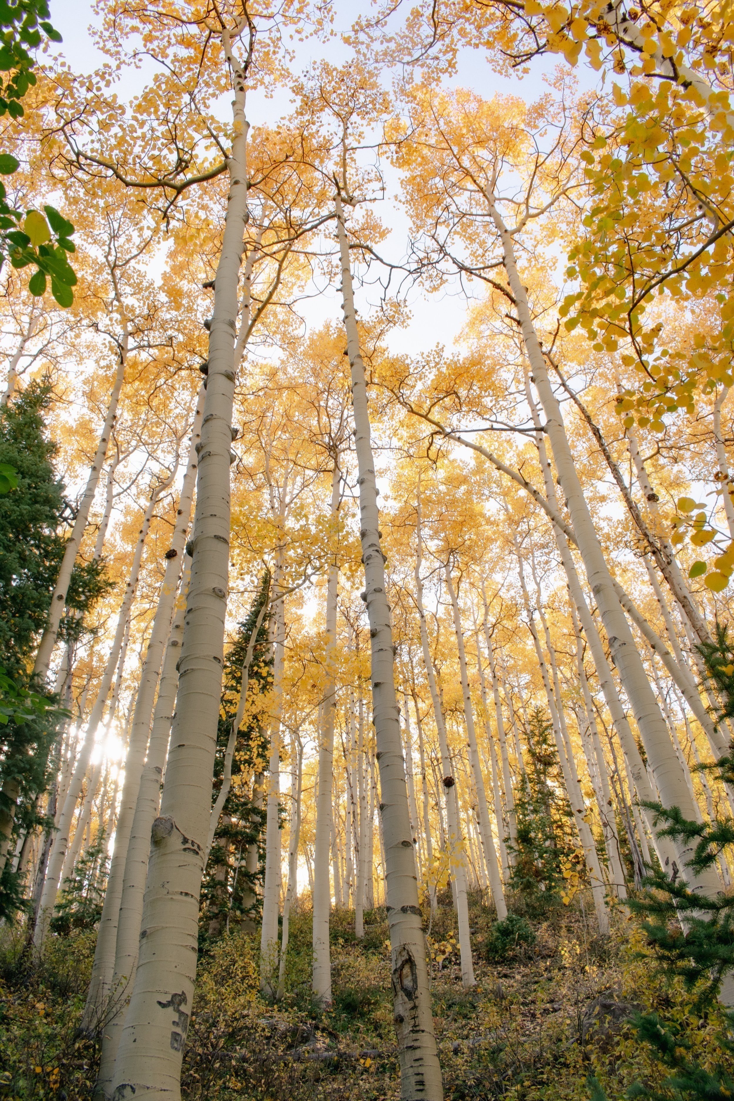 Tall mighty forest of autumn aspens of yellow, gold, and orange rise upwards into the sky in the mountains of Colorado, USA, Rocky Mountains, Rockies, Silverton.