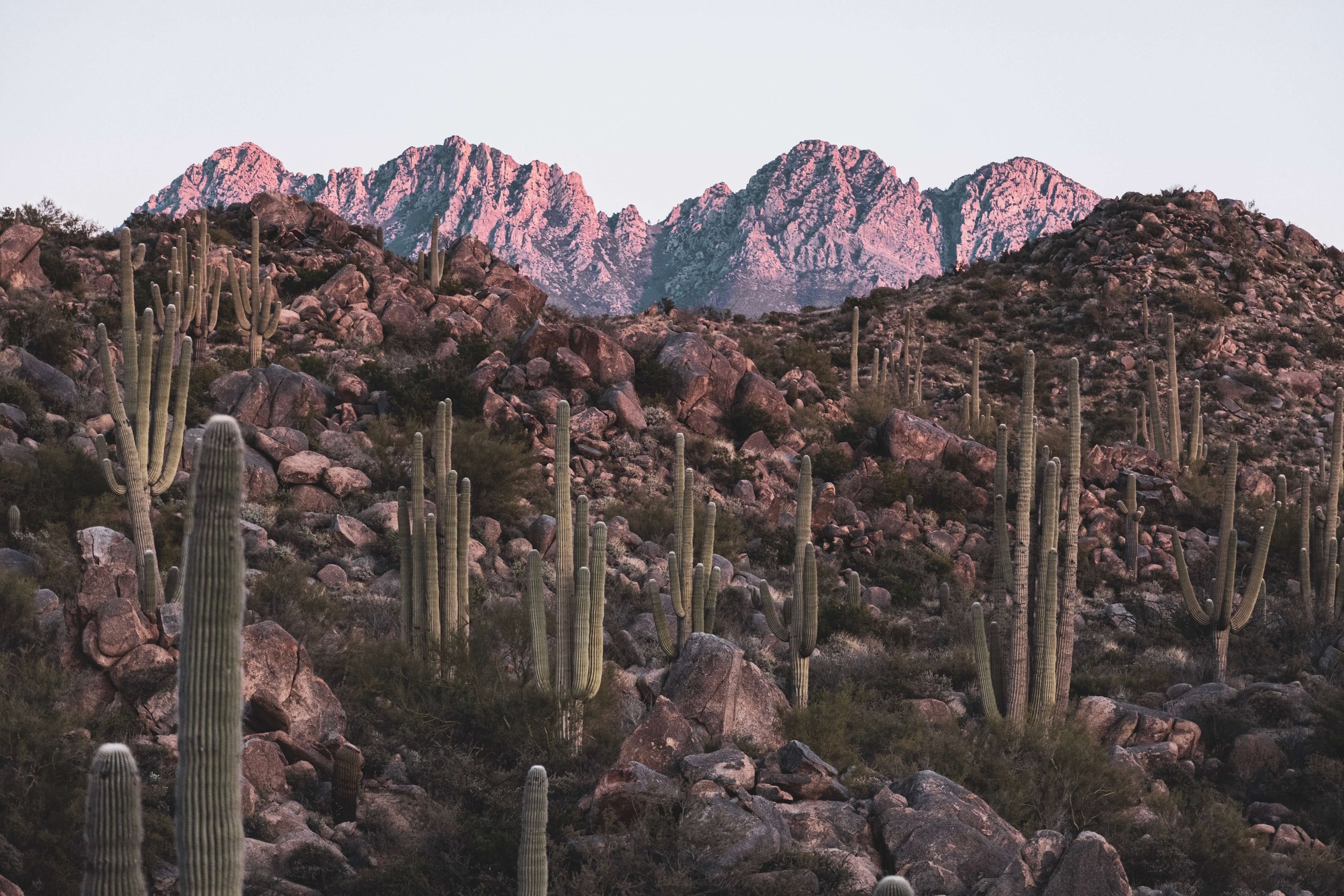 Sunset on the Four Peaks mountains, Arizona, USA, 4 peaks, desert, saguaro cactus, cacti, cactus forest, desert garden, rocks, boulders, desertscape, Beeline Highways, US Highway 89 AZ, American southwest.