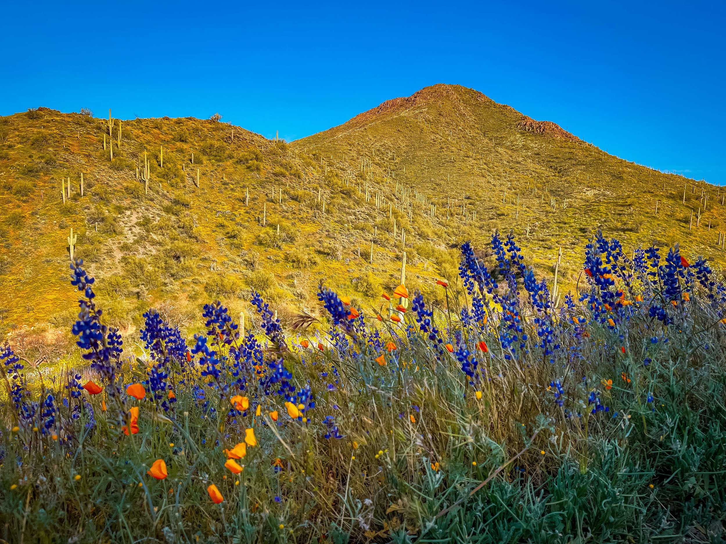 Orange desert poppies and purple flowers blooming in front of a mountainside forest of desert cactus, blue sky in the background. cactus, Cave Creek, Cave Creek Regional Park, Go John Trail, hiking, trail running, North Phoenix, North Scottsdale, Ari