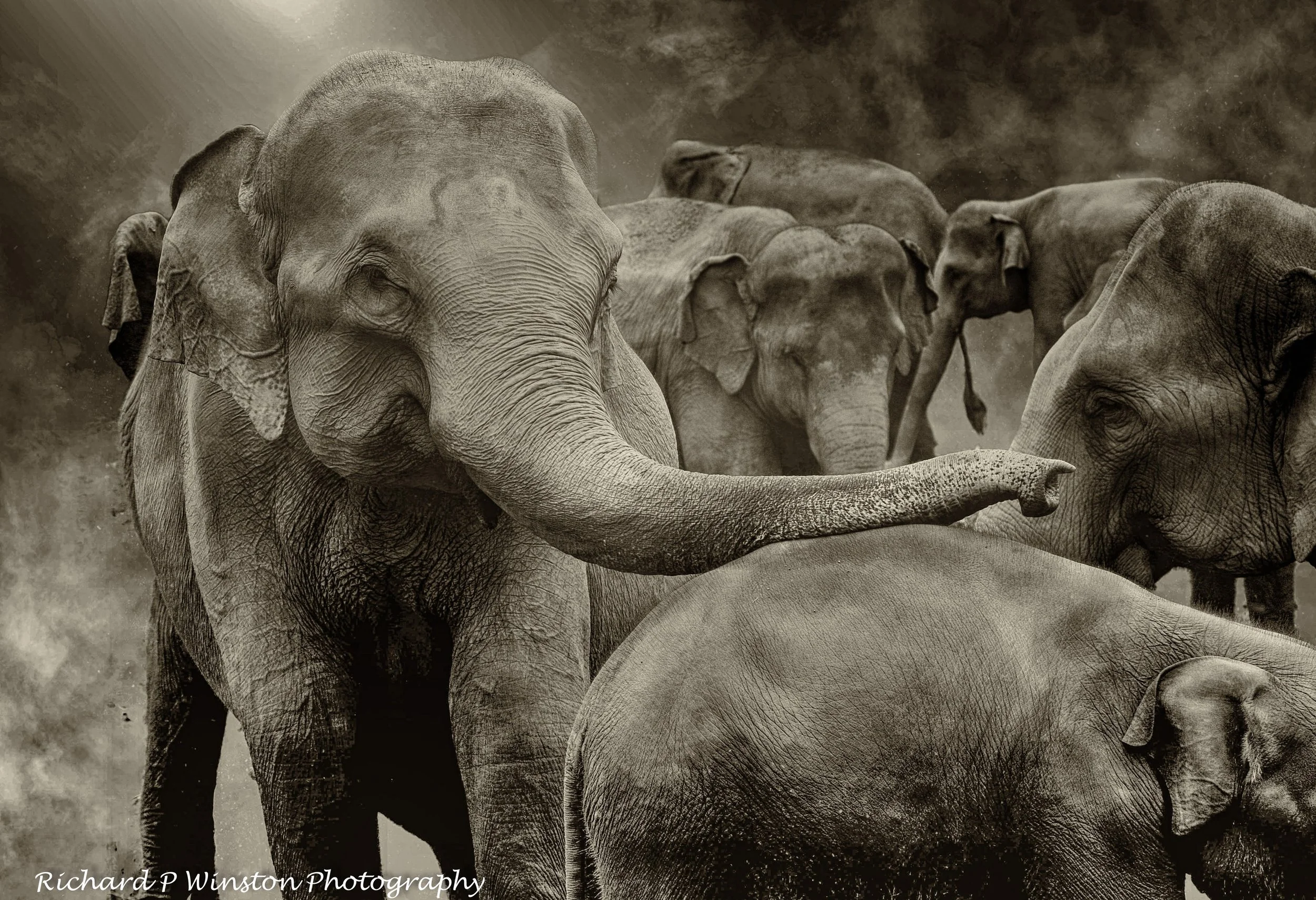 Elephant Dust Bath - 2018 (Best of Season Print)