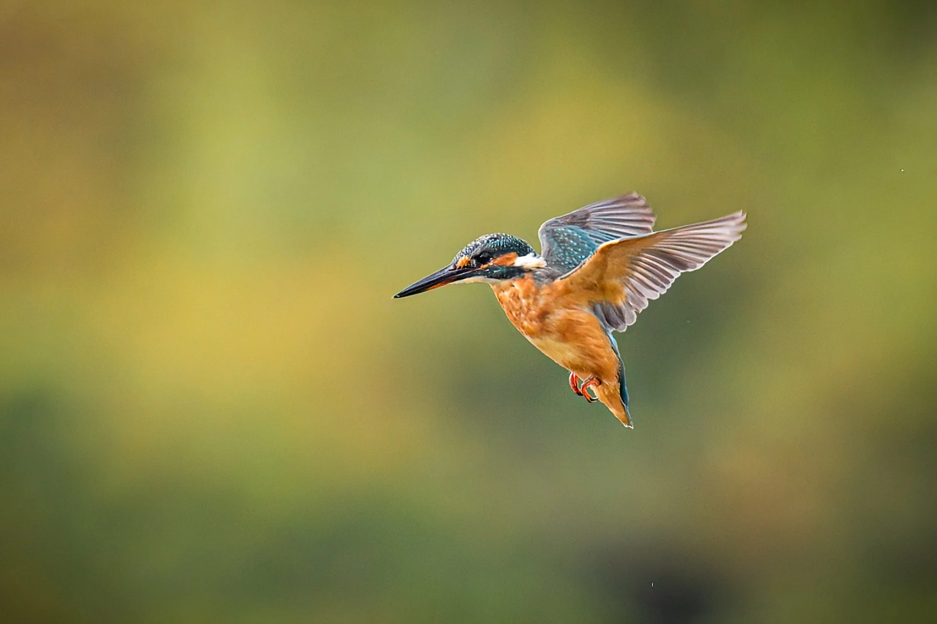 Kingfisher in Flight