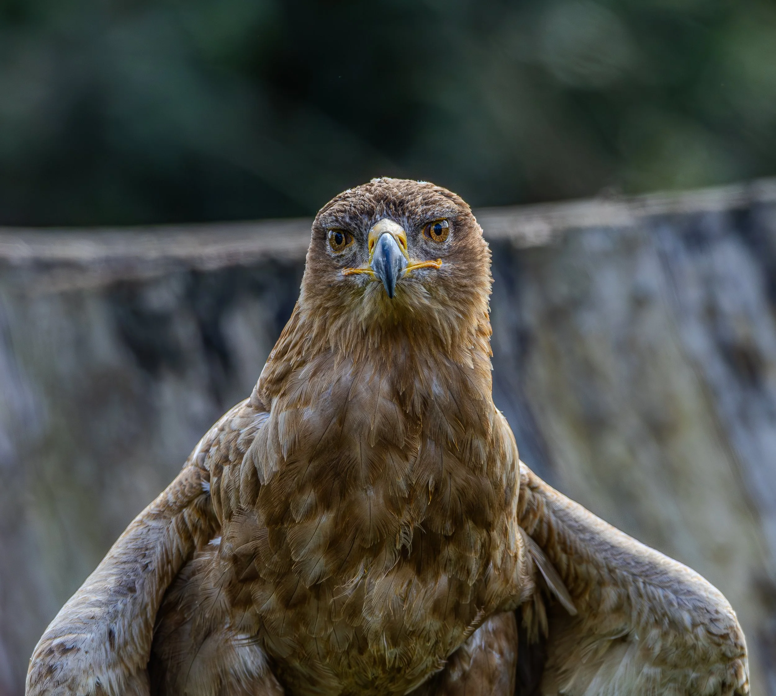 Eagle.jpg