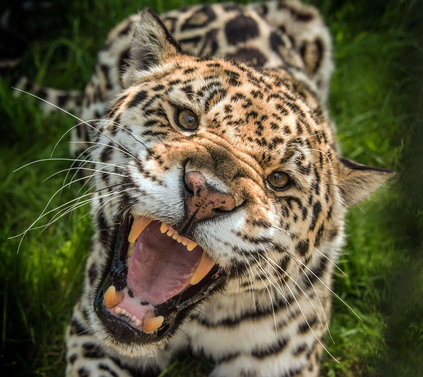 Jaguar - Panthera Onca