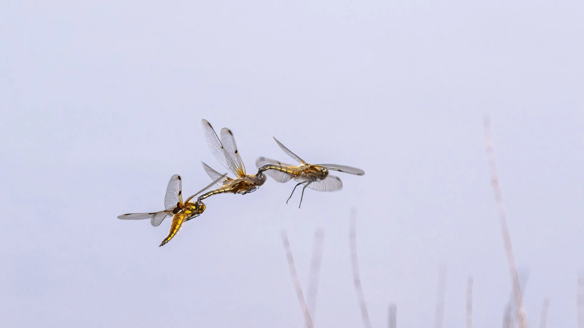 Four spotted chasers