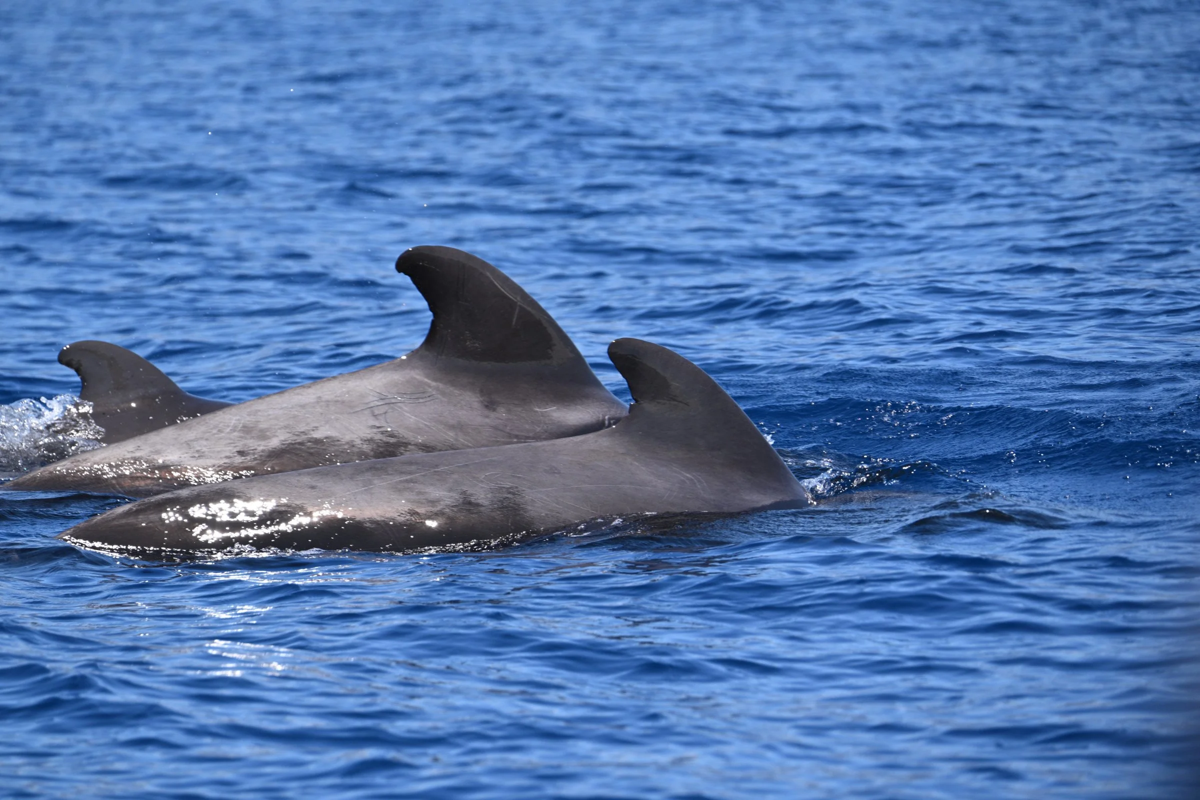 Pilot-Whales.jpg